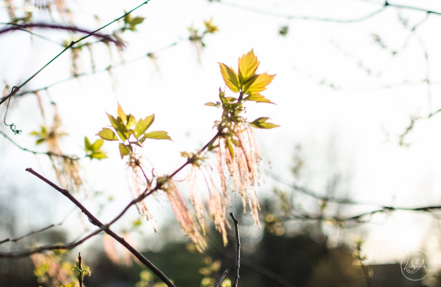 Close-up of a young plant with green leaves and pinkish hanging seed pods or flowers, with other branches and leaves in the blurred background.