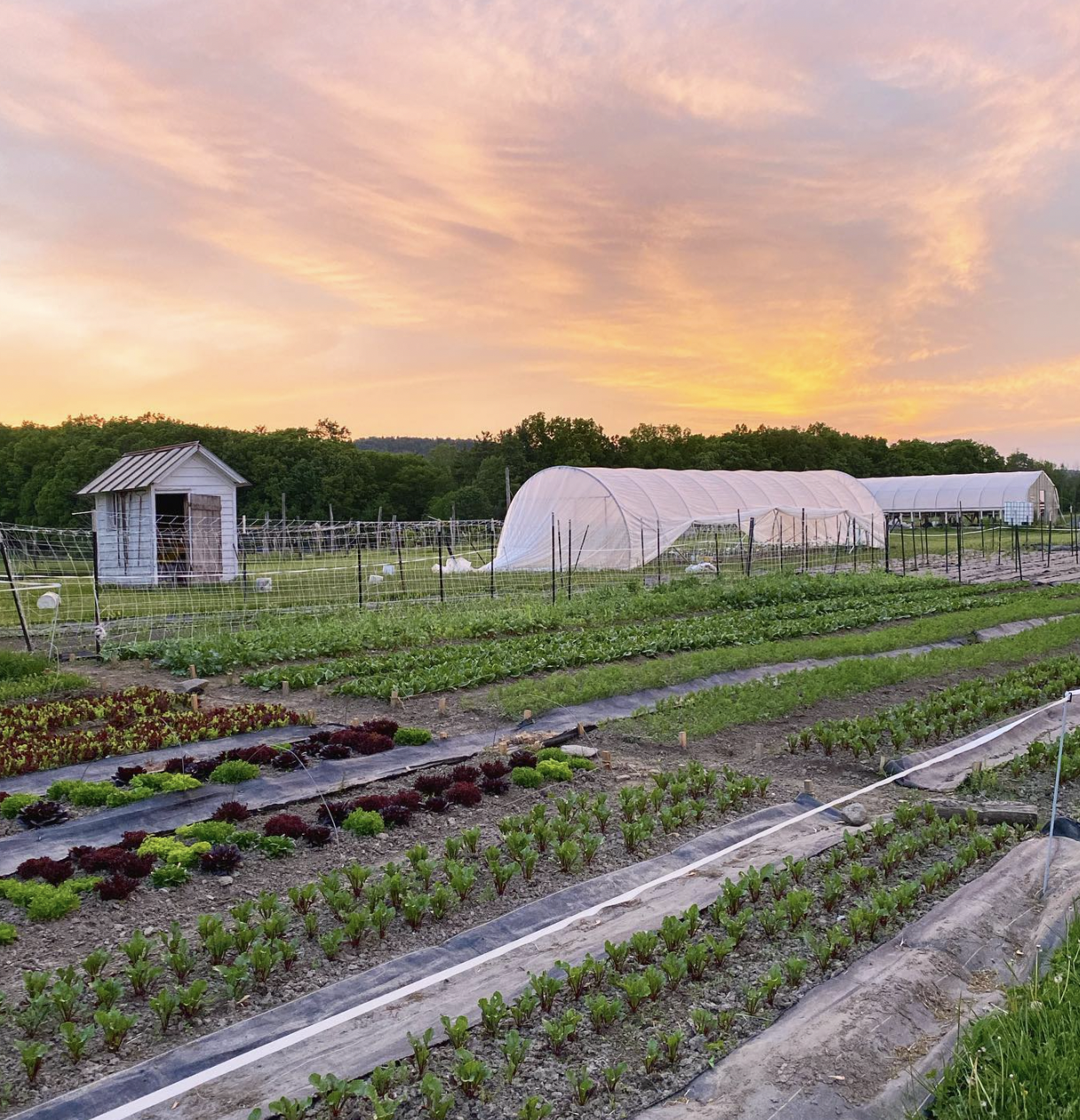 Heneghan's Farm farming field during sunset with rows of green vegetables, a small shed, and a greenhouse in the background.