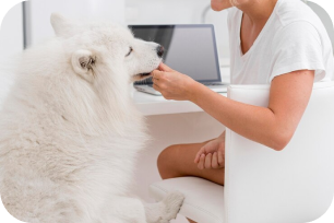 Person feeding a fluffy white dog near a laptop on a desk.