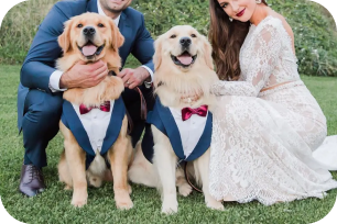 Two Golden Retrievers in wedding attire with a bride and groom on grass.