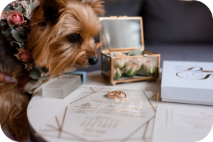 Small dog with floral collar near a table with wedding invitations, rings, and a glass box with flowers.