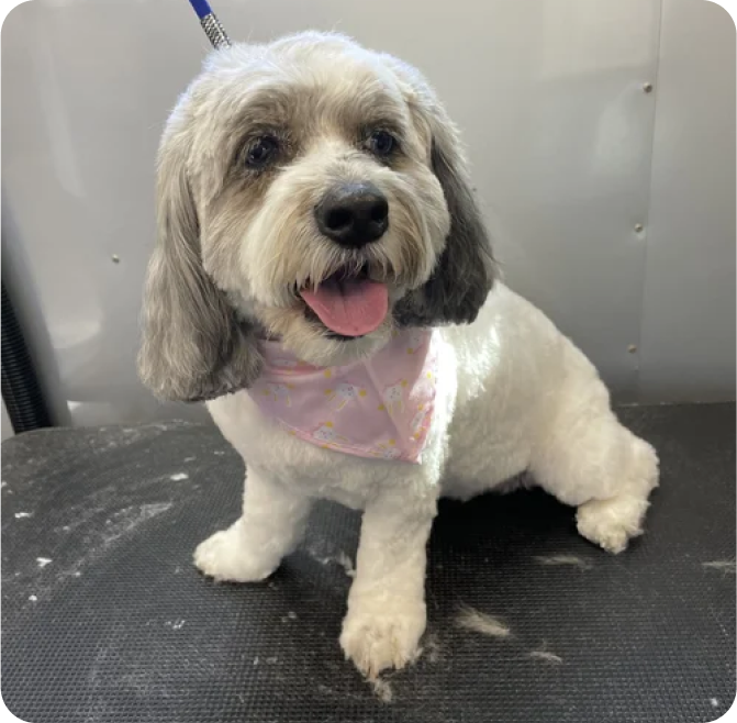 A happy small dog with gray and white fur, wearing a pink bandana, sitting on a grooming table.