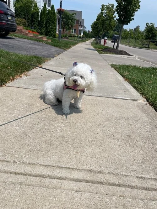 A small white dog with a leash sitting on a sidewalk, surrounded by grass and trees, on a sunny day.
