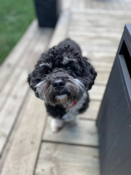 Small black and white dog on a wooden deck, looking up.