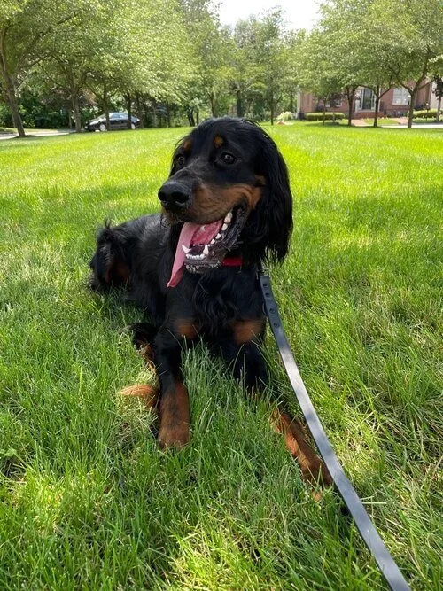 Black and brown dog lying on grass with tongue out, wearing a leash, surrounded by trees and houses.