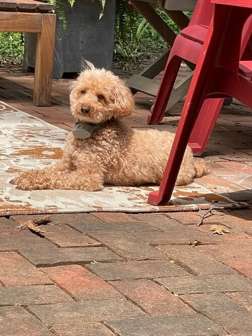 A small brown poodle lying on a patterned outdoor rug, surrounded by brick flooring and red patio chairs.
