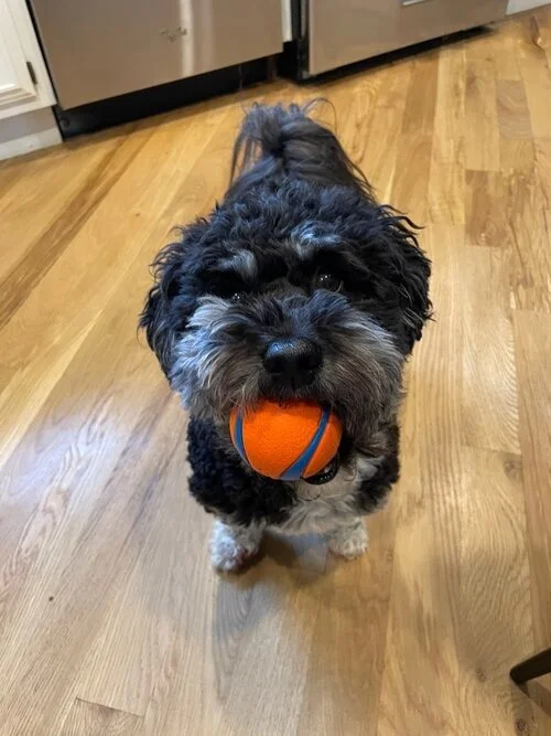 Black and white dog holding an orange ball in its mouth on a wooden floor.