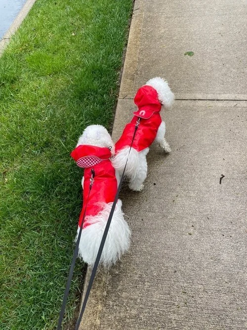 Two small white dogs wearing red raincoats walking on a sidewalk with grass on the side.