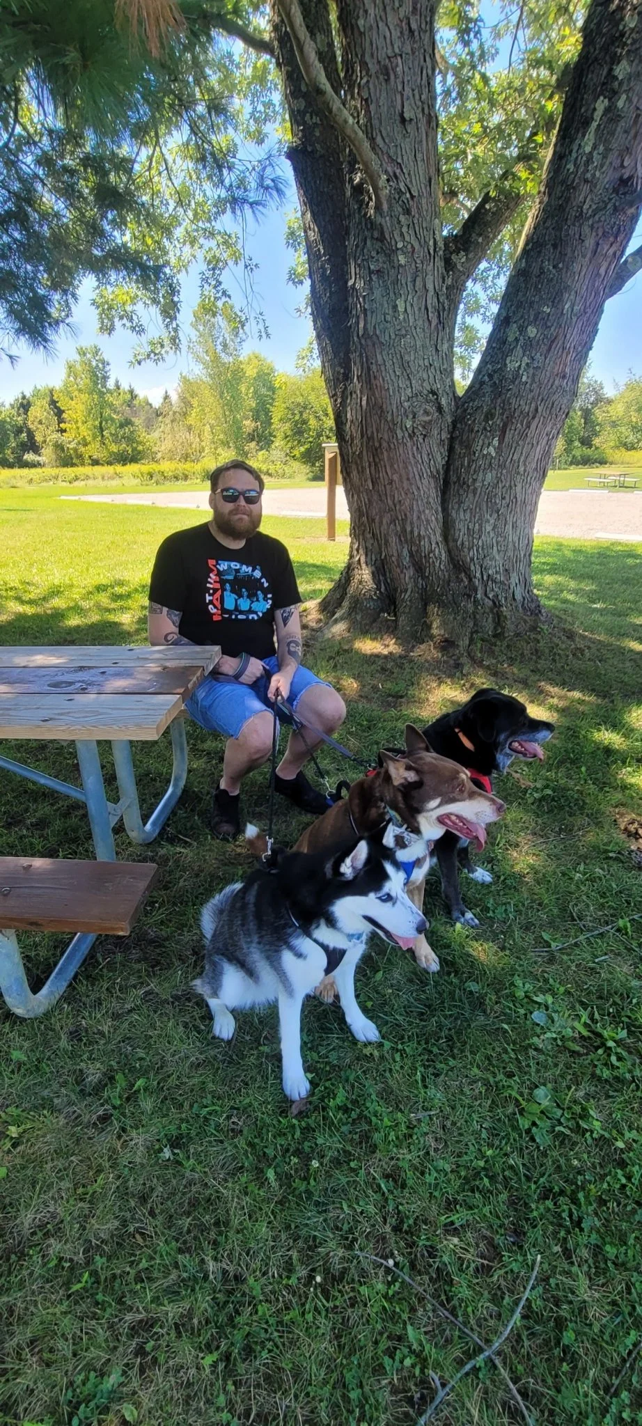 Person sitting at a picnic table with three dogs on leashes in a grassy park area, large tree in the background, sunny day.