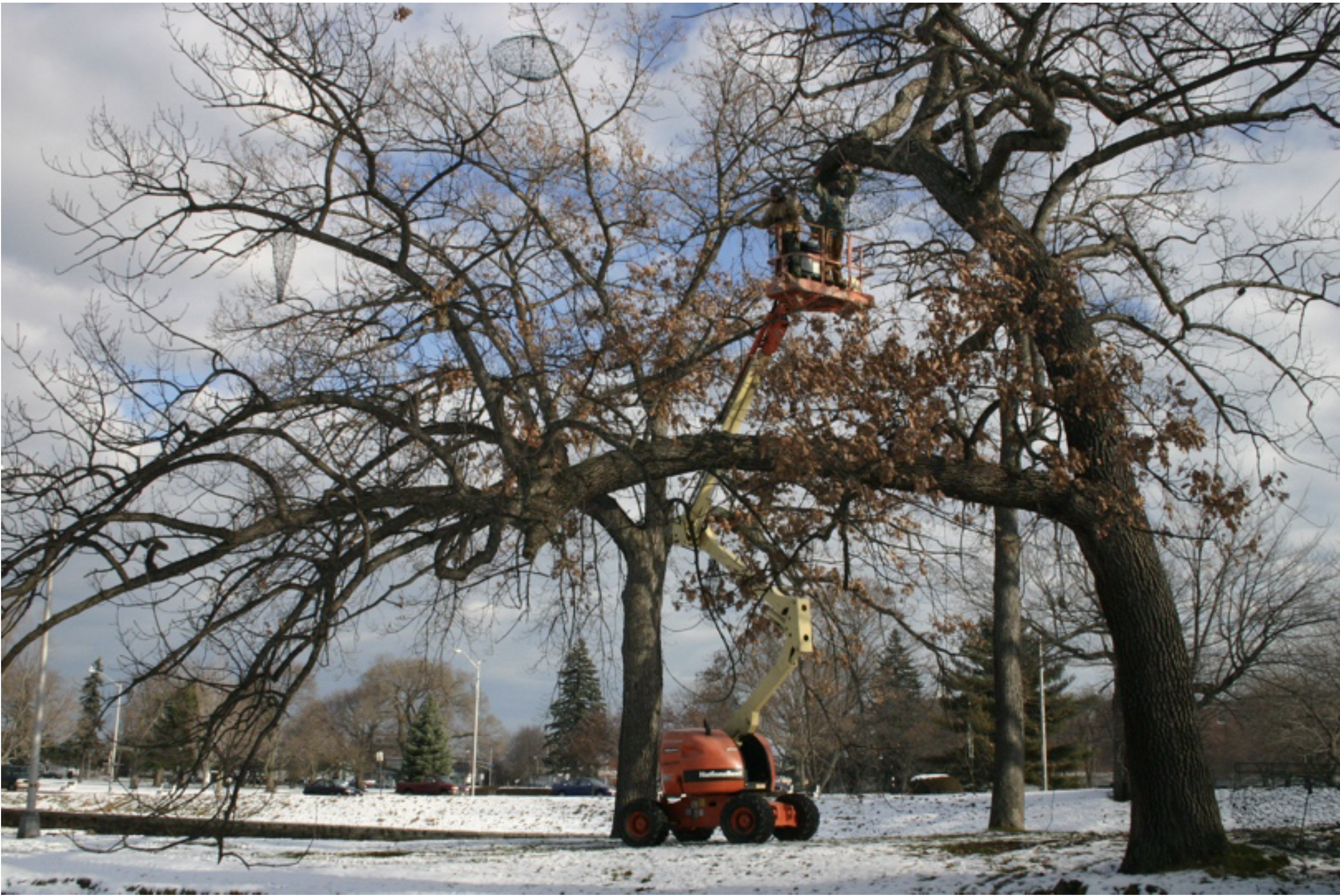 Worker on an elevated lift trimming the branches of a large, leafless tree in a snowy park.