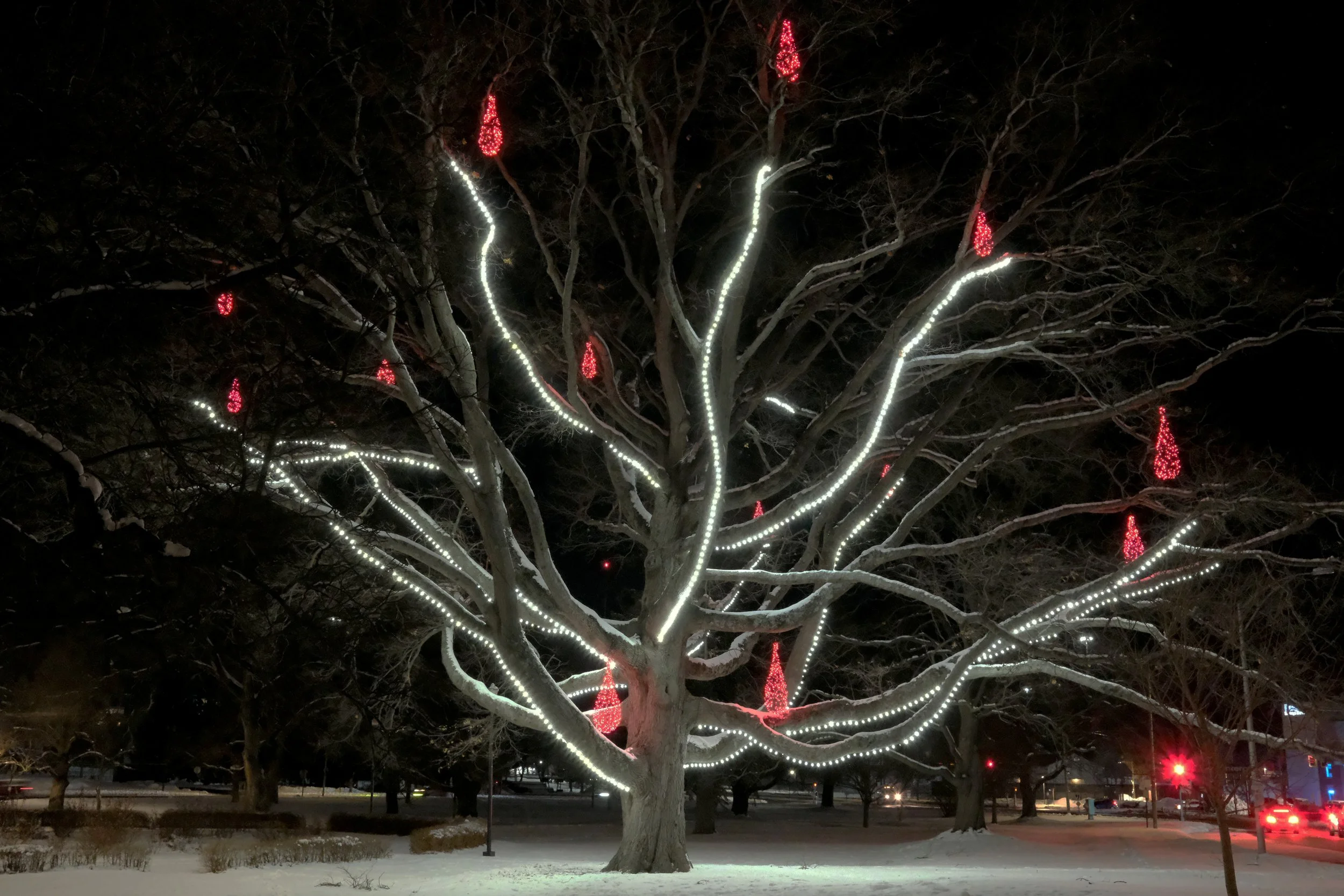 Candellabra Tree, Deering Oaks Park, Portland, Maine