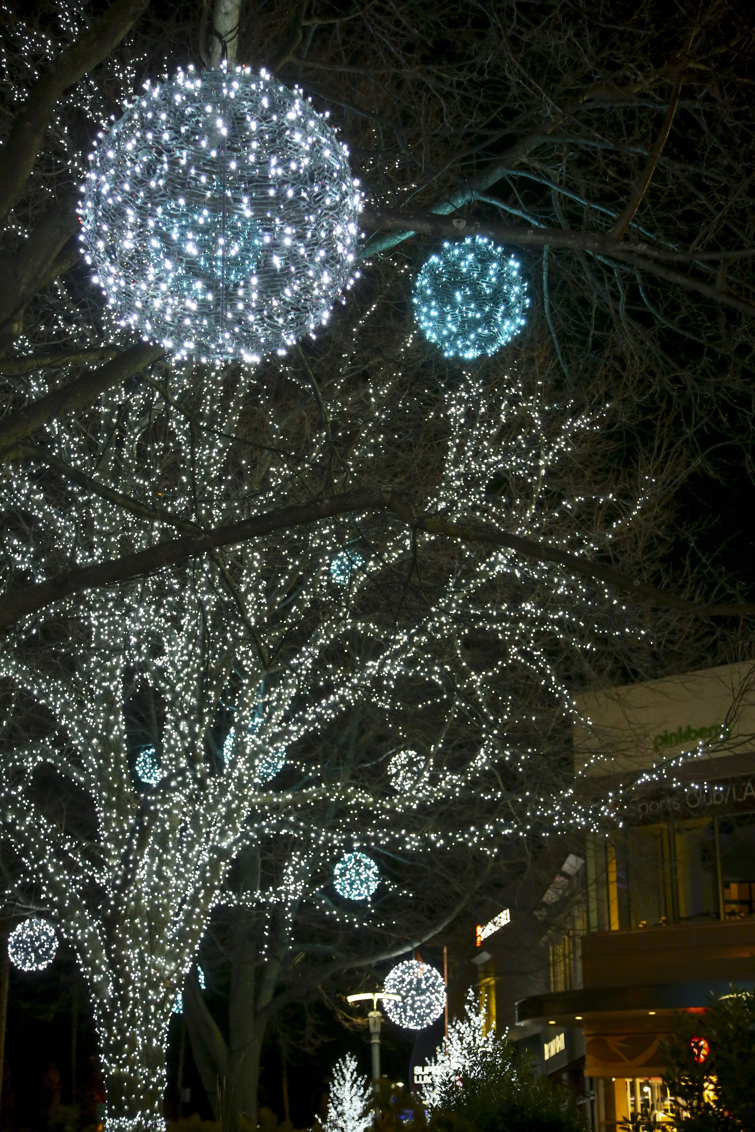The Street, Chestnut Hill, Massachusetts