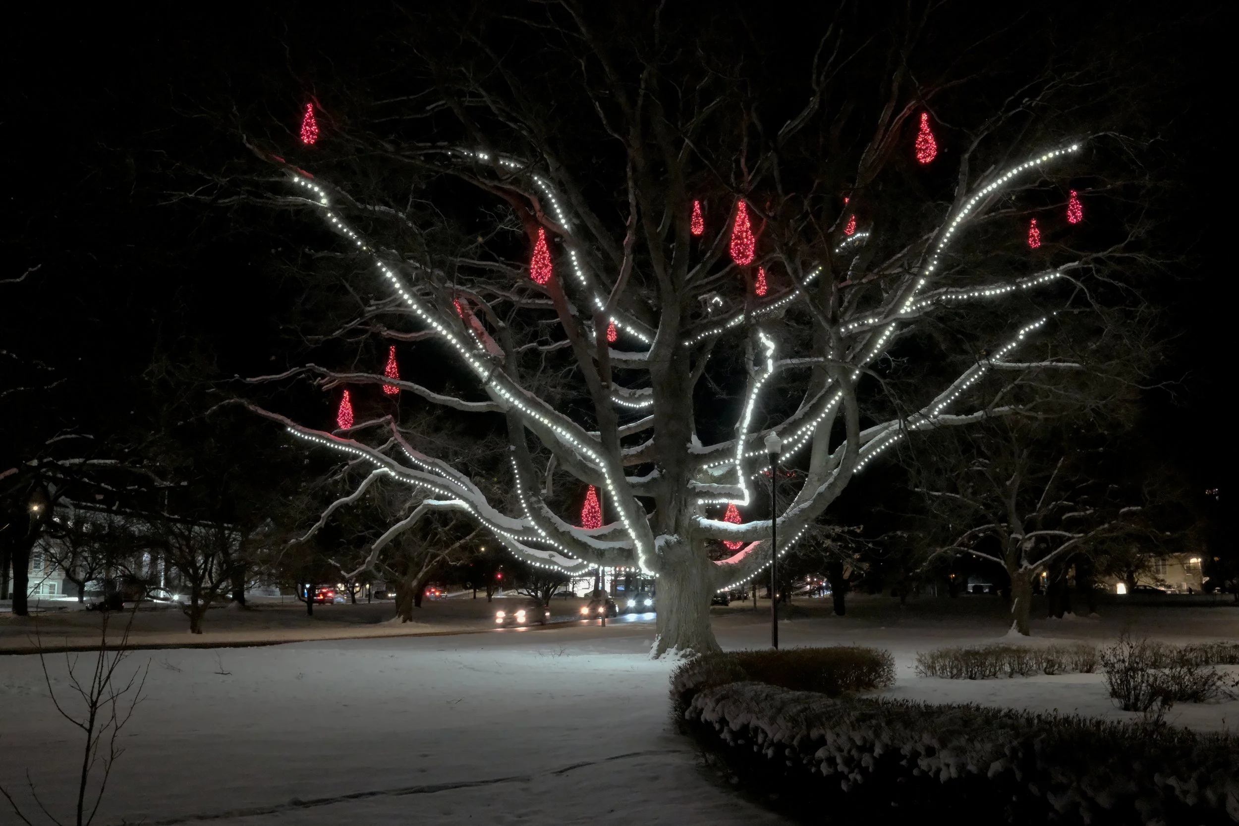 Candellabra Tree, Deering Oaks Park, Portland, Maine