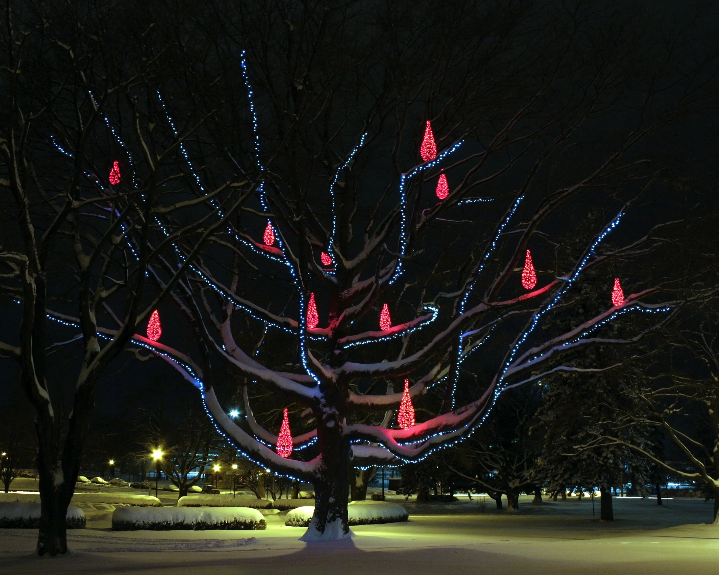 Candellabra Tree, Deering Oaks Park, Portland, Maine
