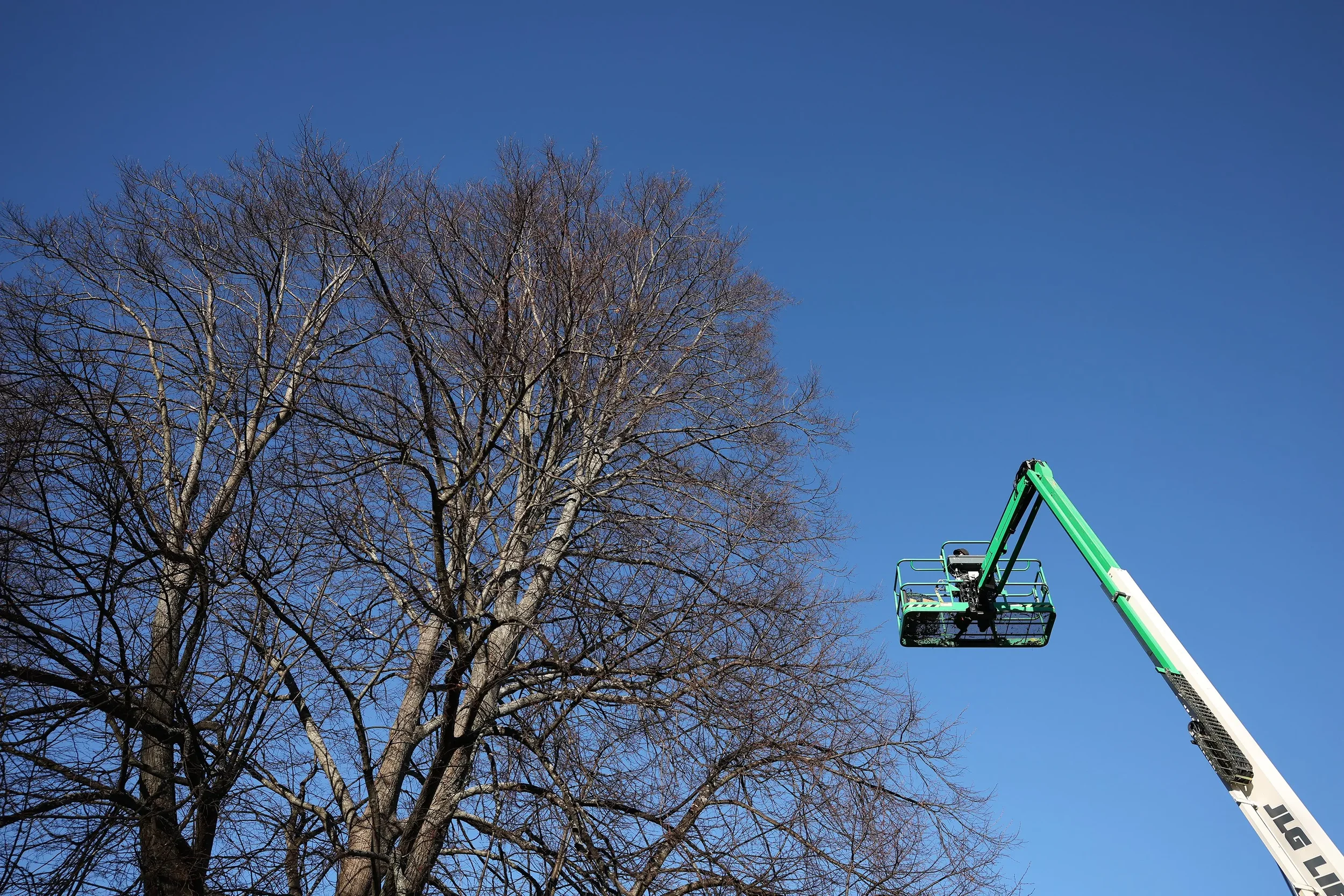 A green and white lift basket extended towards a tall, leafless tree against a clear blue sky.