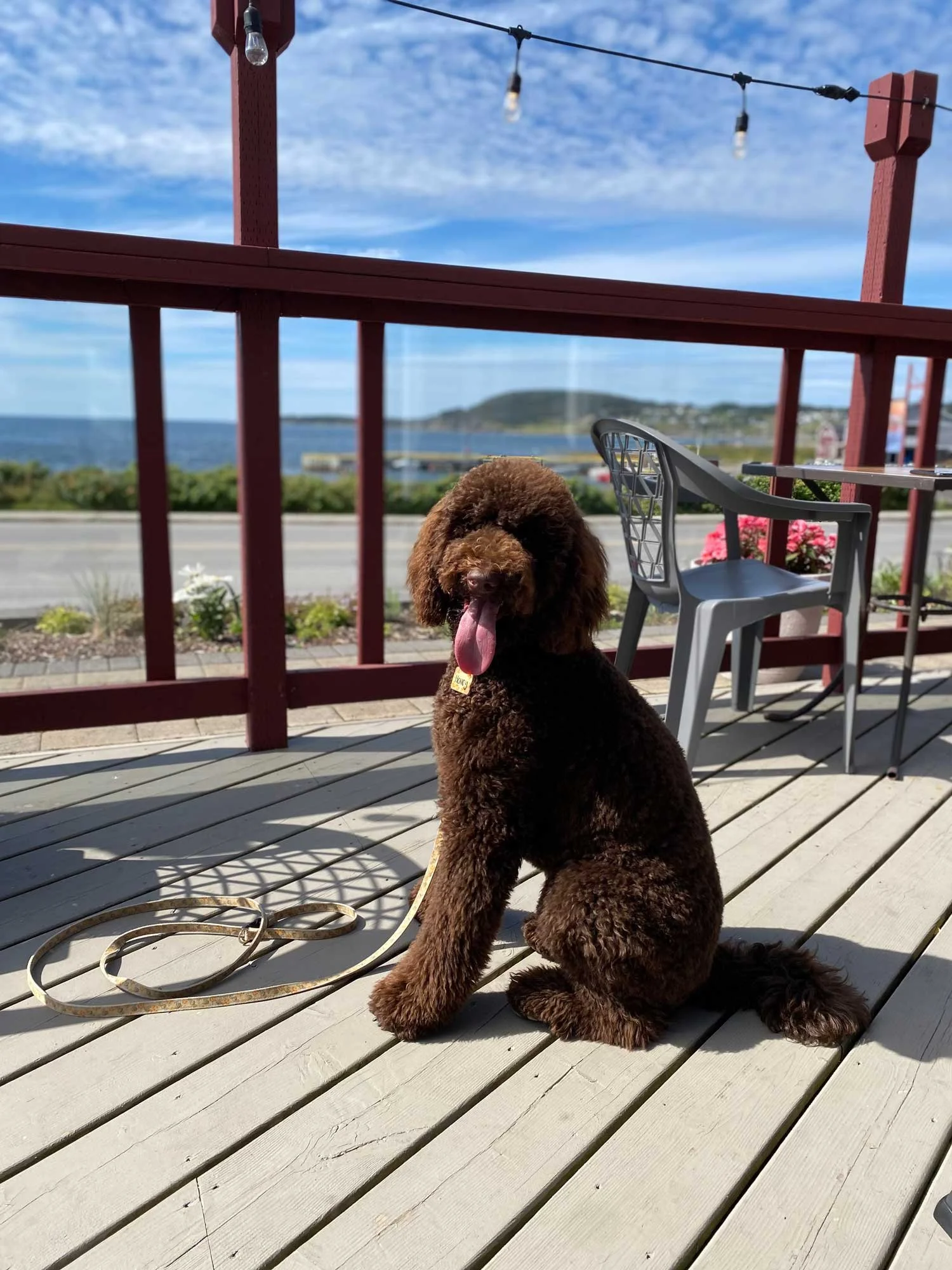 A brown, curly-haired dog sitting on a wooden deck overlooking the ocean with a scenic view of water and land in the distance, under a partly cloudy sky, with string lights hanging above.
