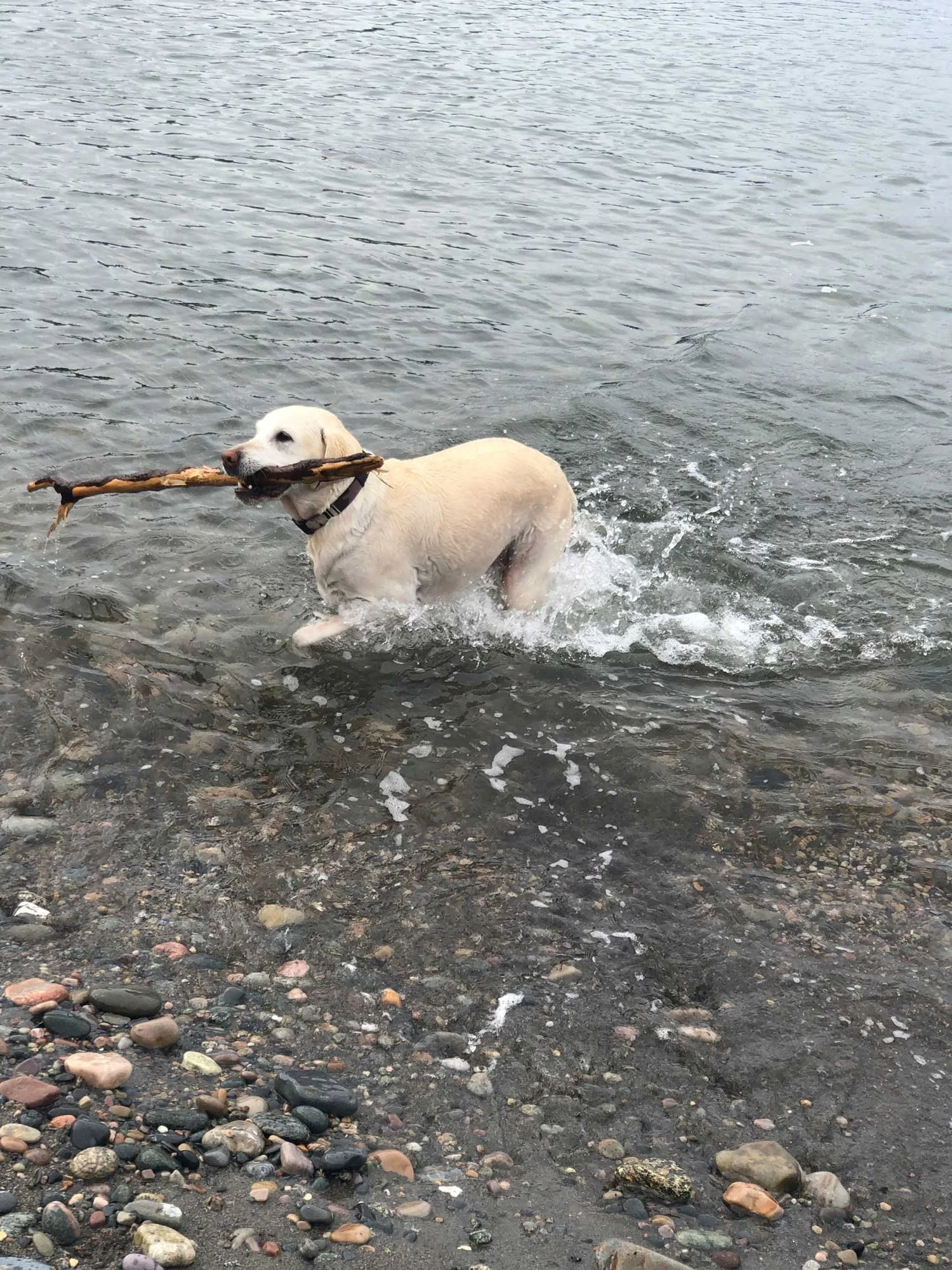Yellow Labrador Retriever dog playing in shallow water at the beach, carrying a large stick in its mouth.