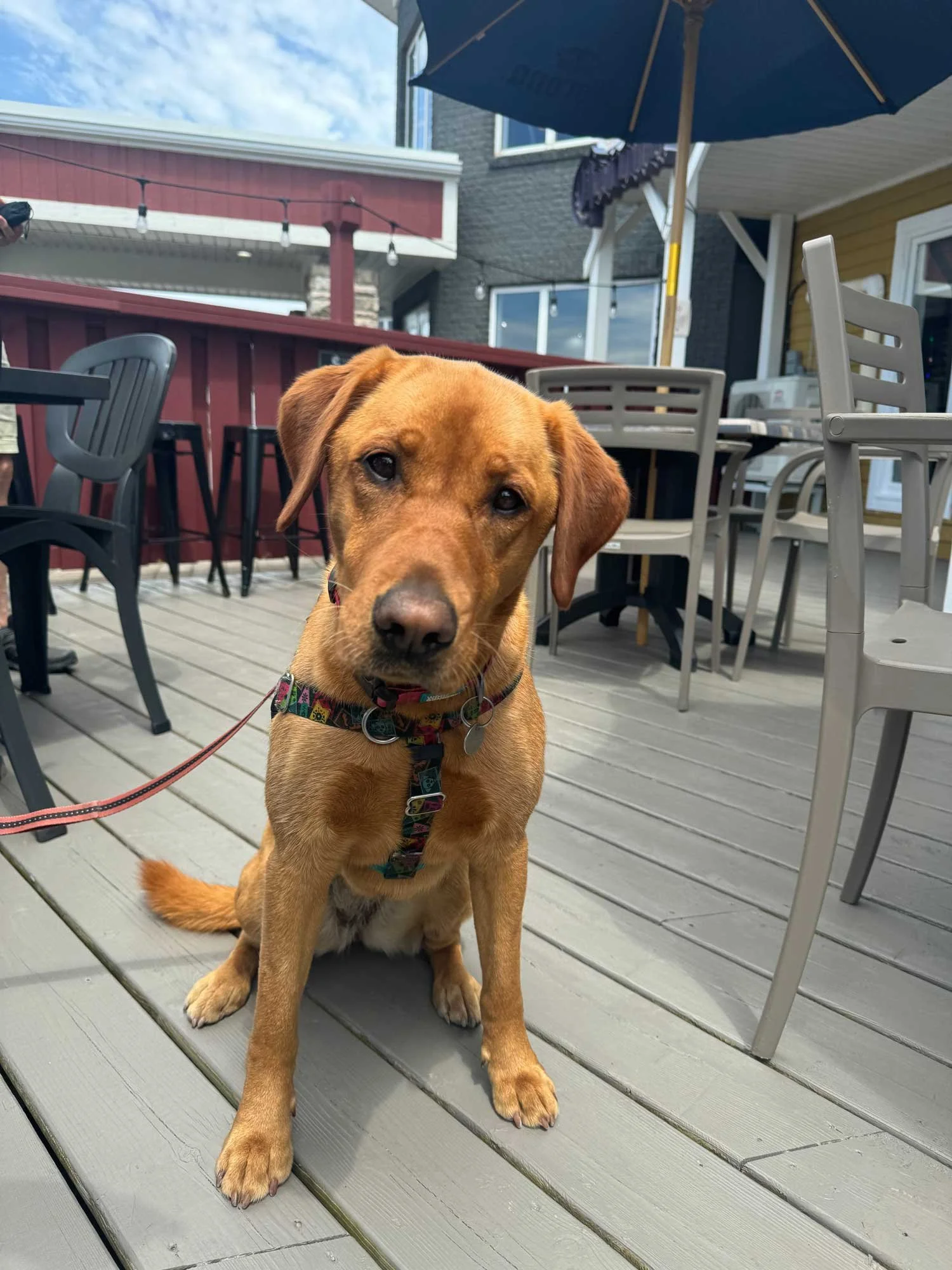 A brown dog with a collar sitting on a wooden deck outdoors, surrounded by chairs and tables under an umbrella.
