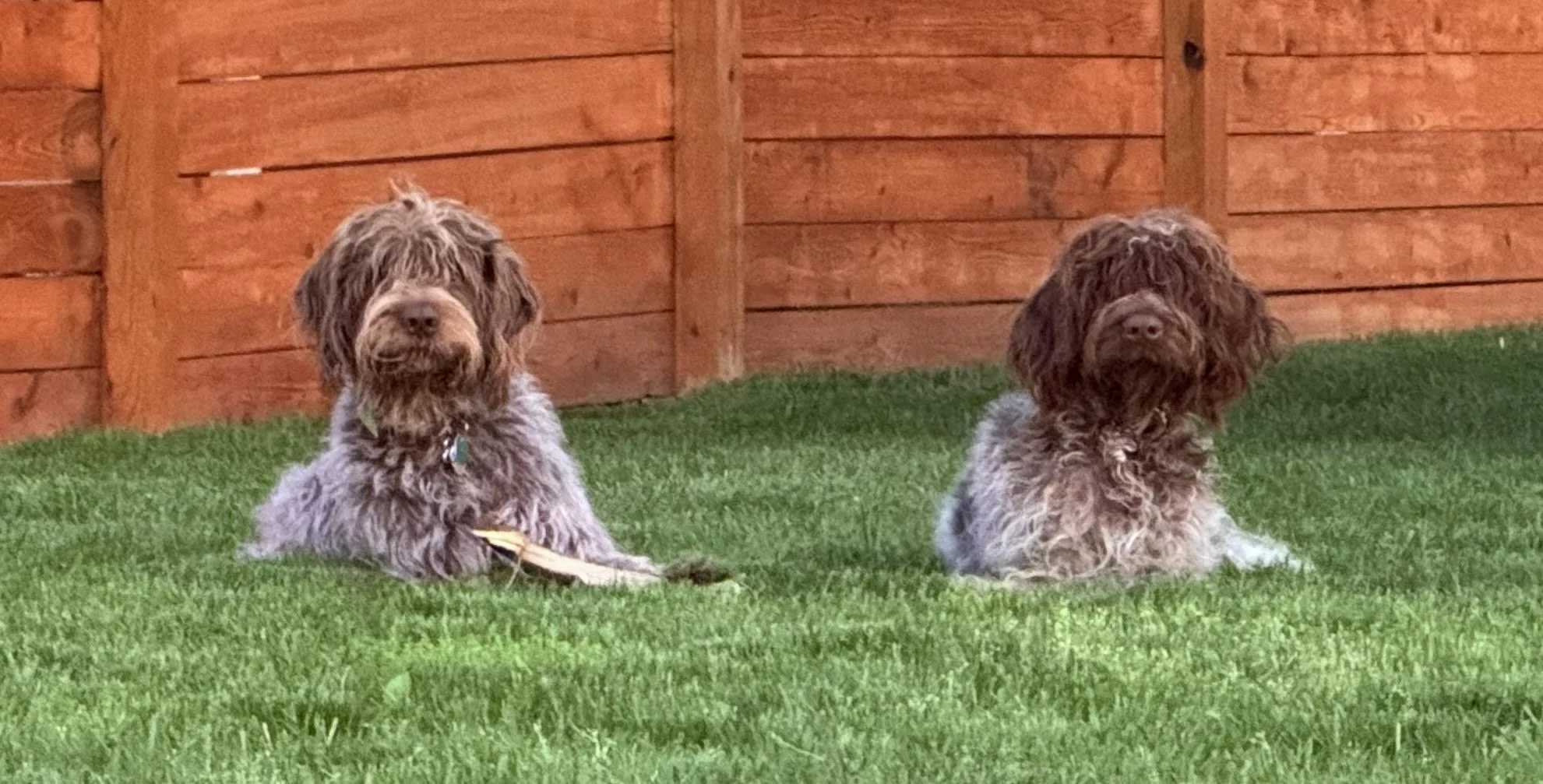 Huck & Scout, Scott's Wirehaired Pointing Griffons.