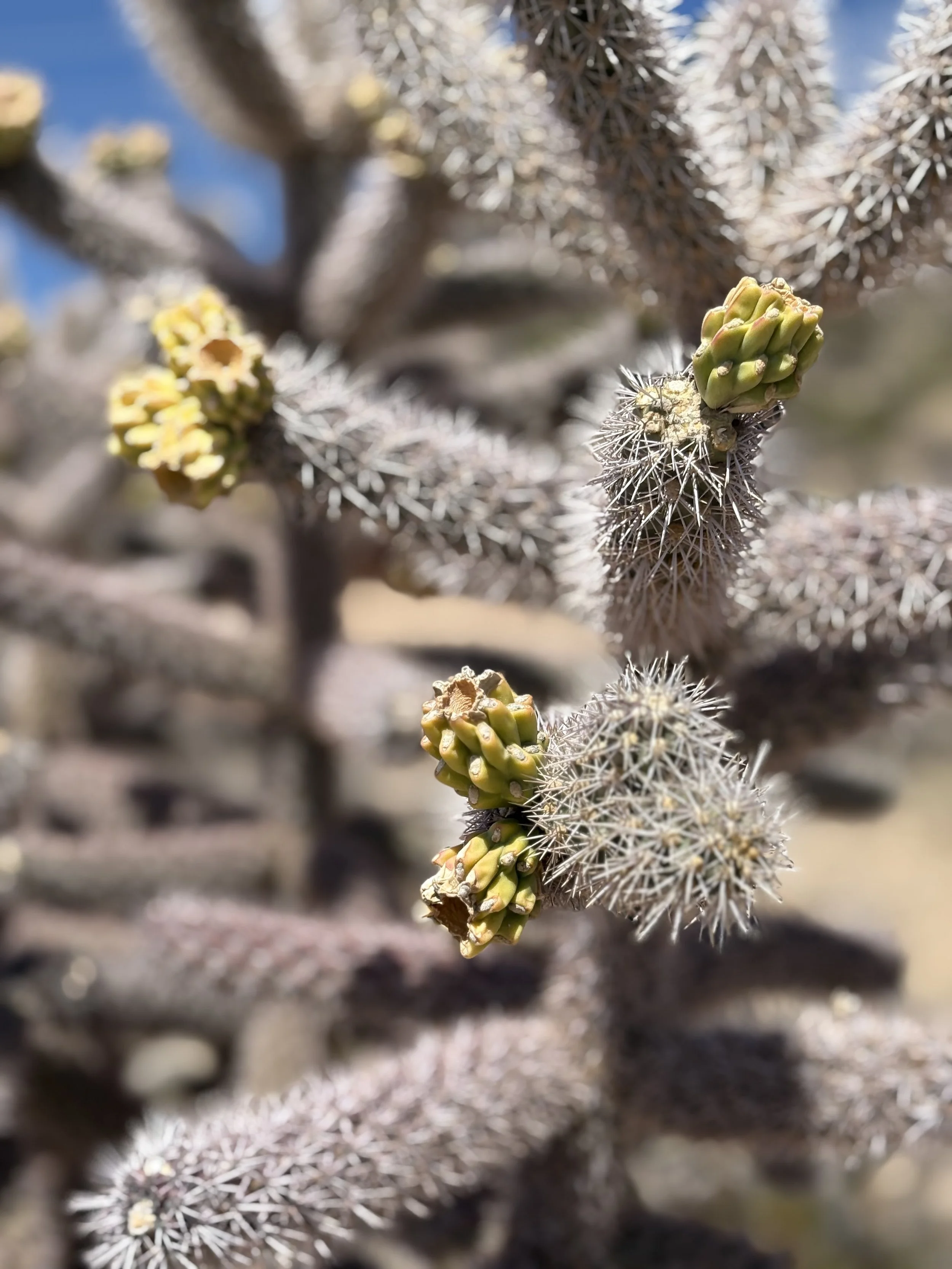 Close-up of a cactus with yellow and green buds and white spines, set against a blurred background.
