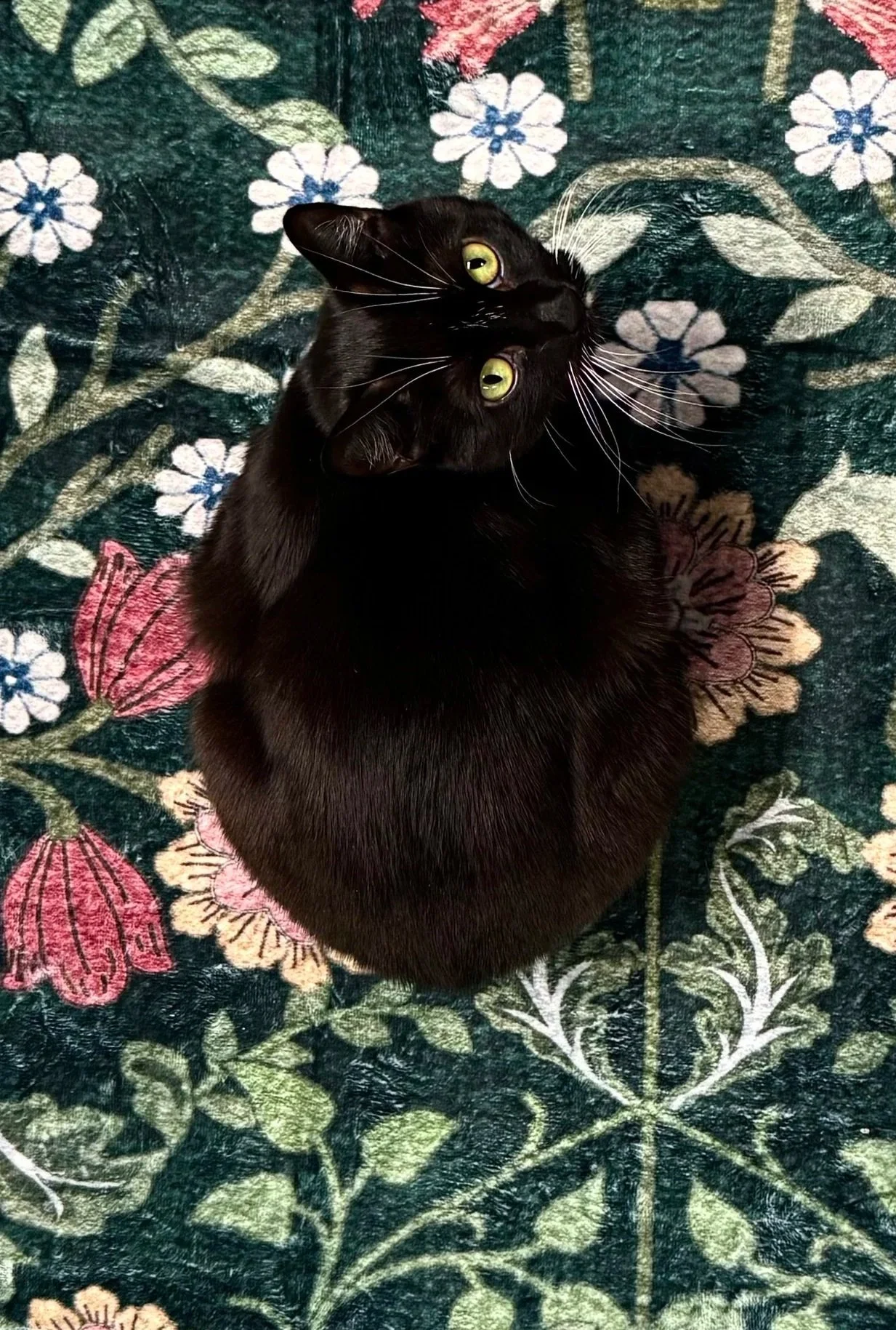 A black cat lying on a floral patterned carpet, looking up with green eyes.