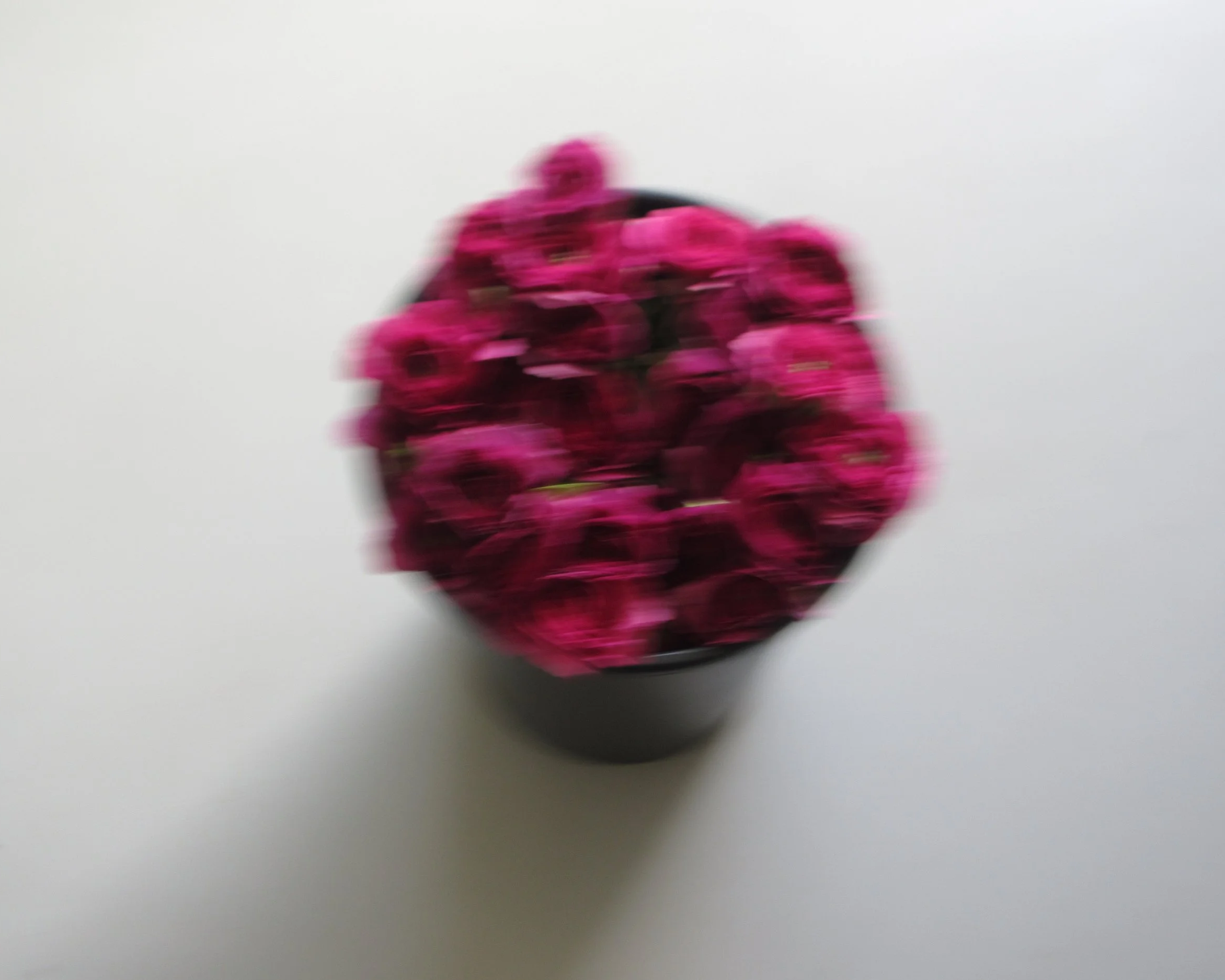 Fleurs roses dans un pot vue du dessus, flou.