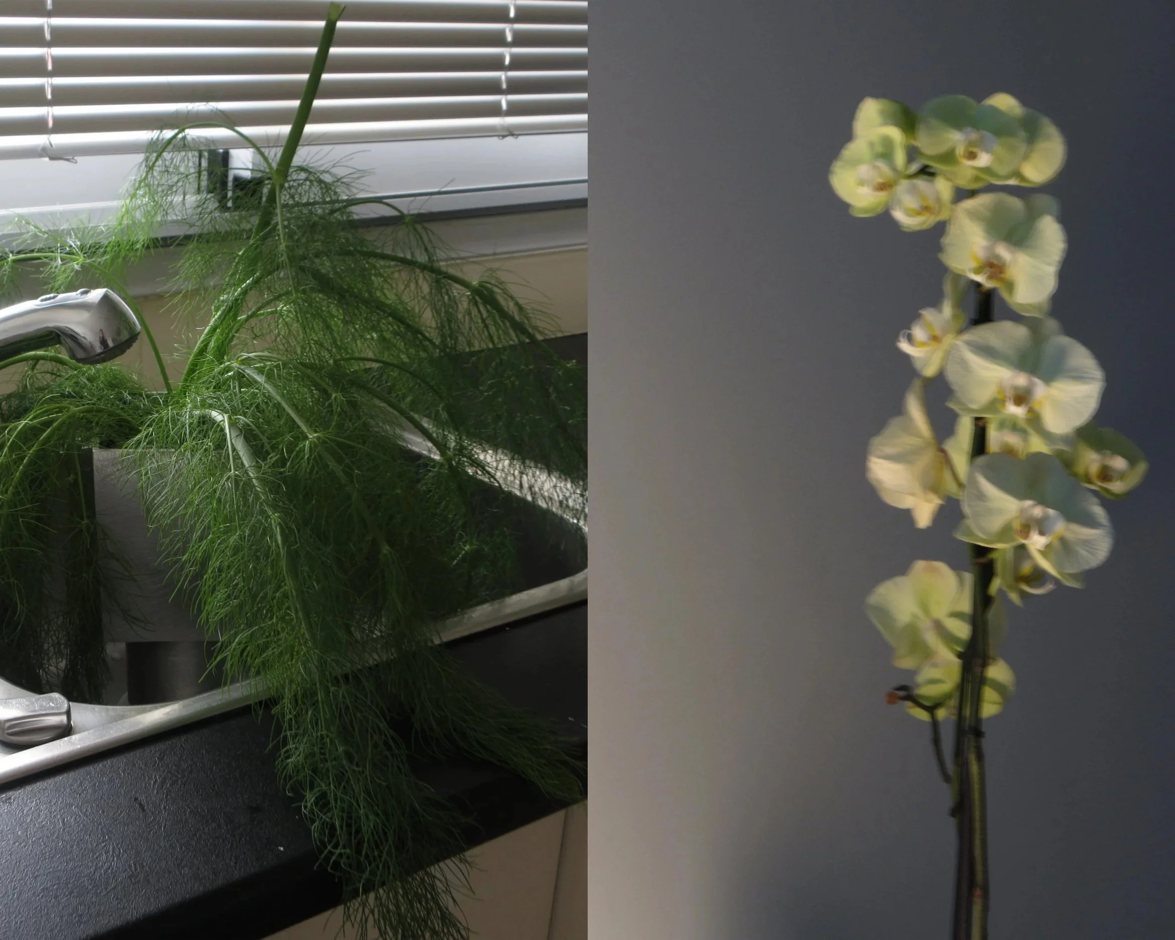Photo d'une plante verte avec des feuilles fines dans une cuisine près d'une fenêtre et d'une orchidée blanche en fleurs sur un fond gris.