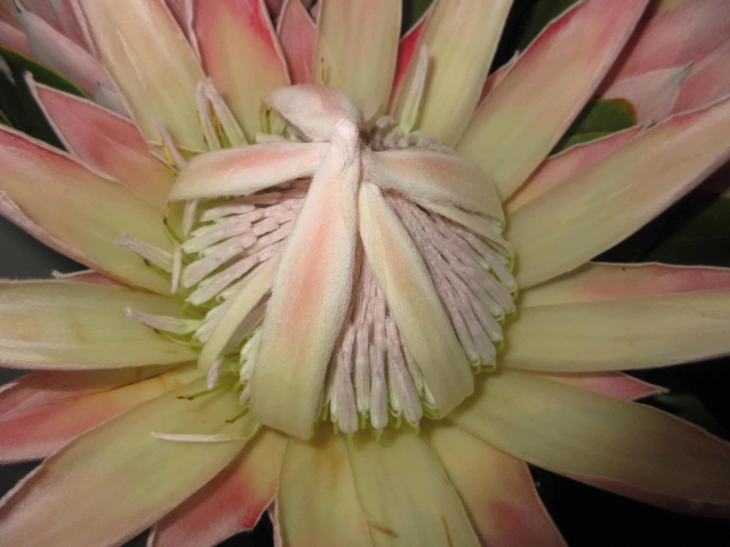 Une fleur exotique avec de grandes pétales roses et jaunes, et un centre composé de structures coniques et blanchâtres.
