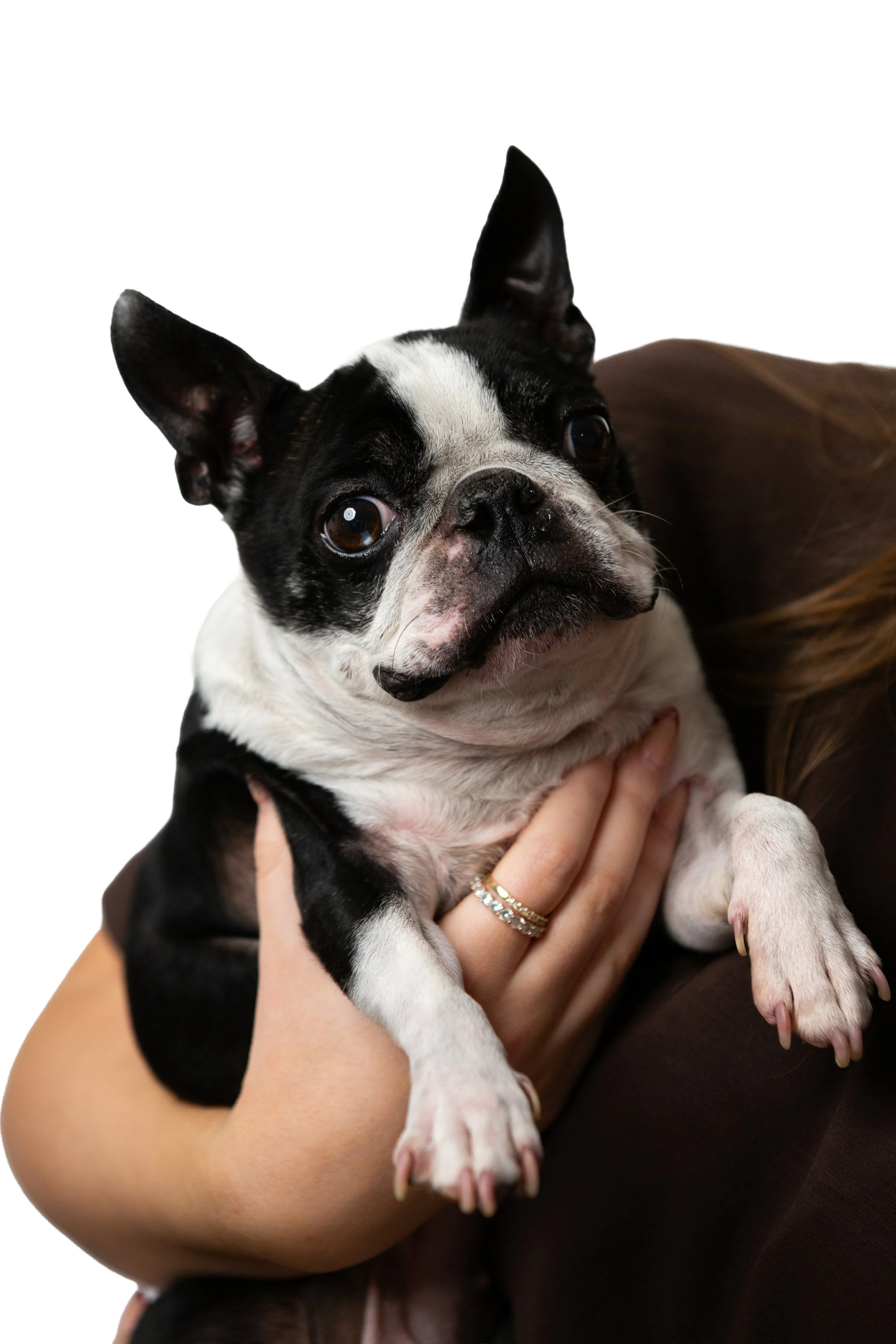 ERIC, the black & white Belgium Bulldog A&I Group