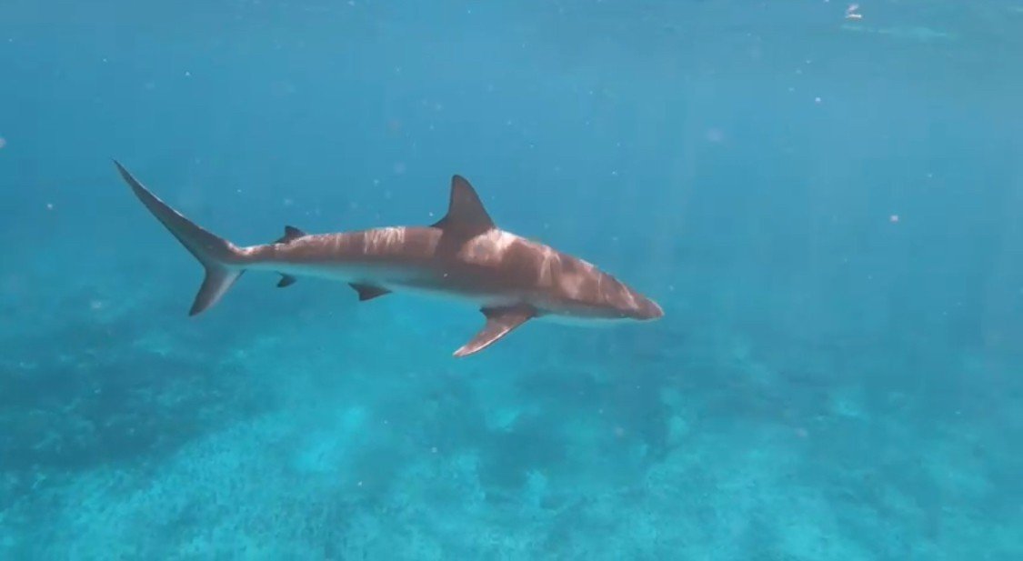 Shark Bahamas.jpg