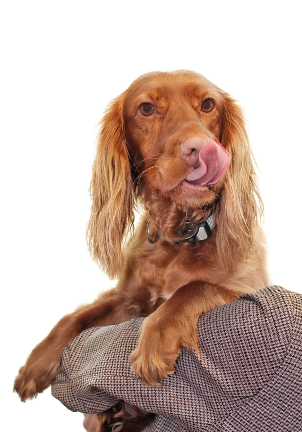 LOLA, the brown Spaniel A&I Group