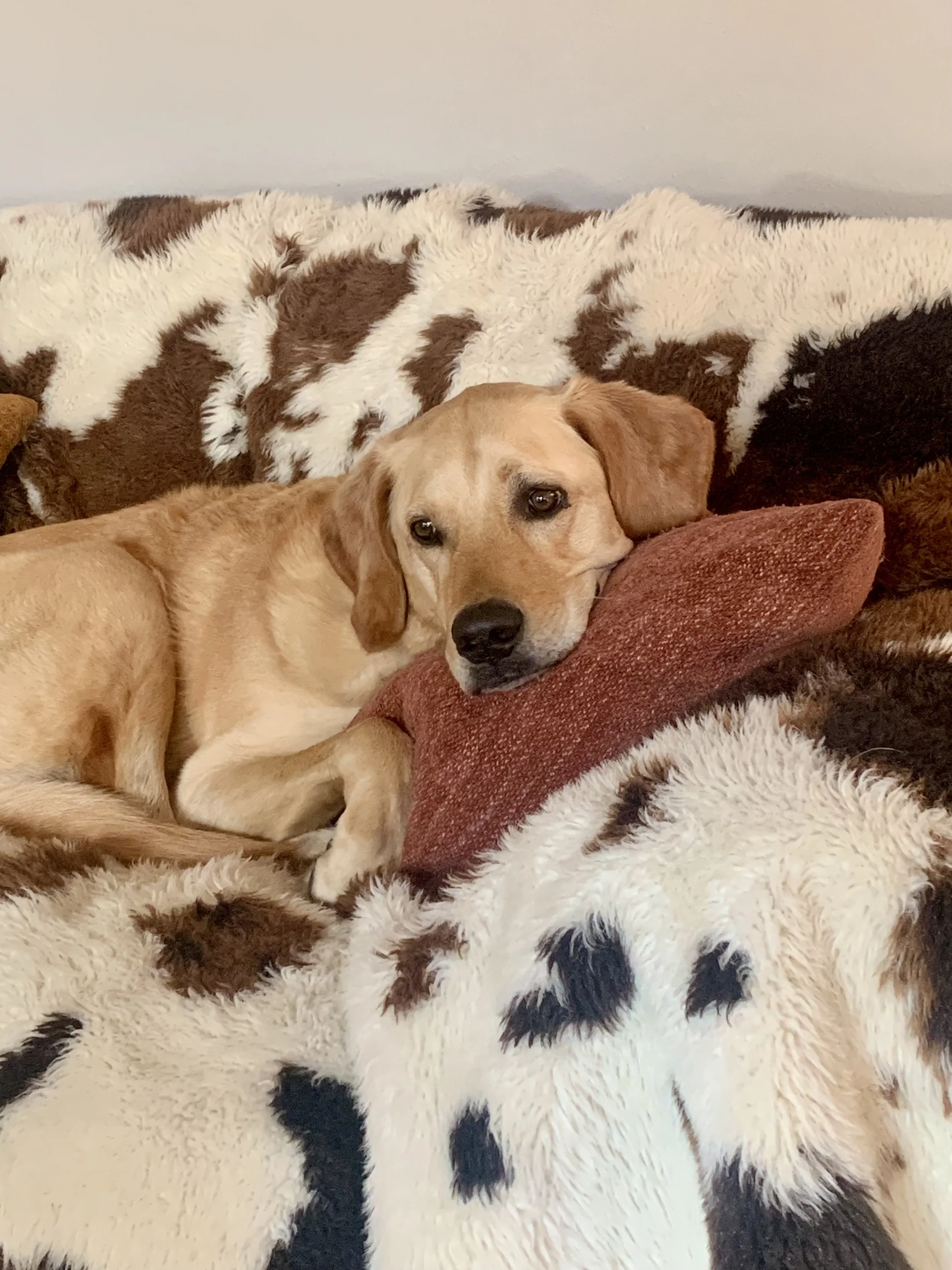 Dog laying on blanket