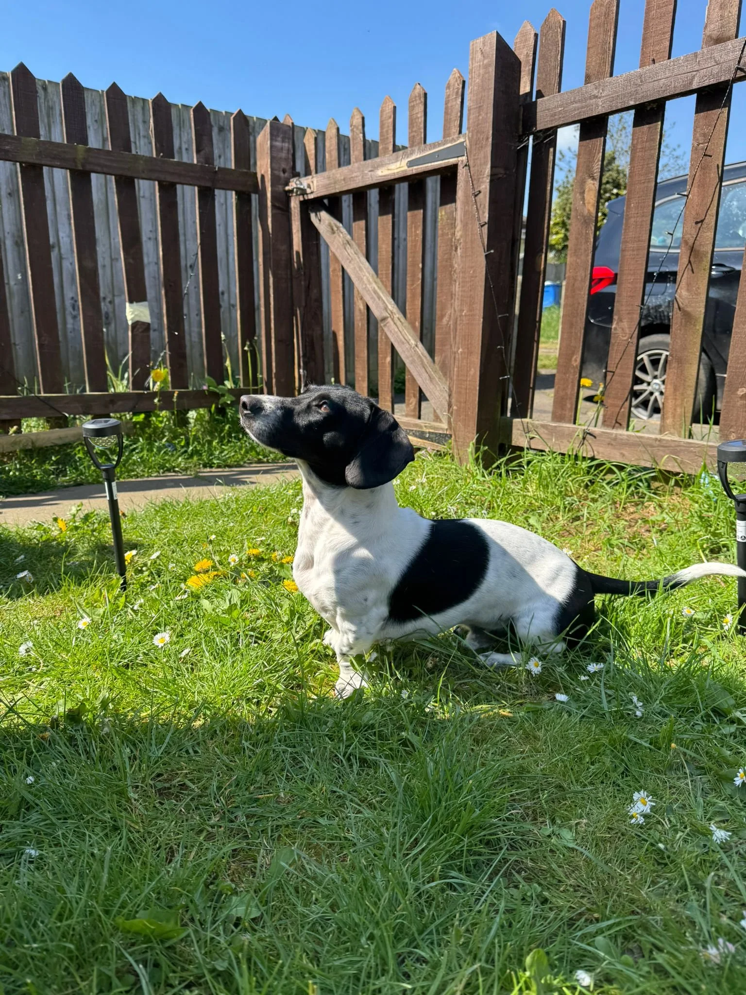 A black and white dog sitting on green grass with small white and yellow flowers, in a backyard enclosed by a wooden fence, with a car visible behind the fence on a sunny day with a clear blue sky.