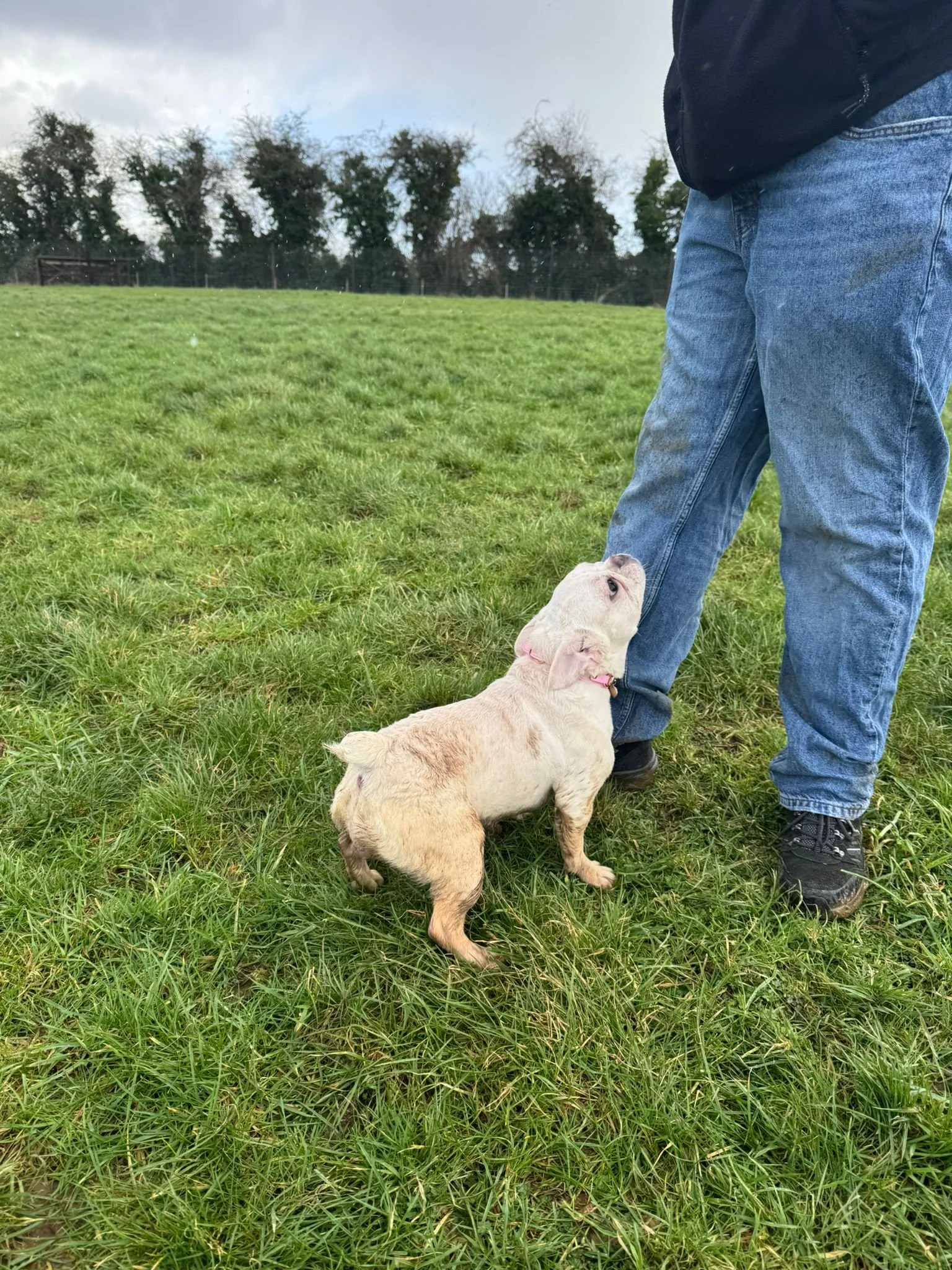 A small puppy licking a person's leg in a grassy field on a cloudy day.