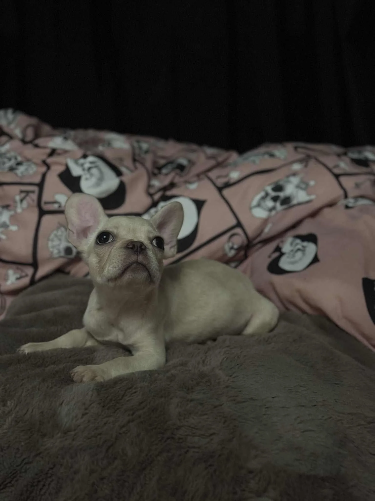 A small, light-colored French Bulldog puppy lying on a soft gray blanket on a bed with pink and black dog-themed sheets.