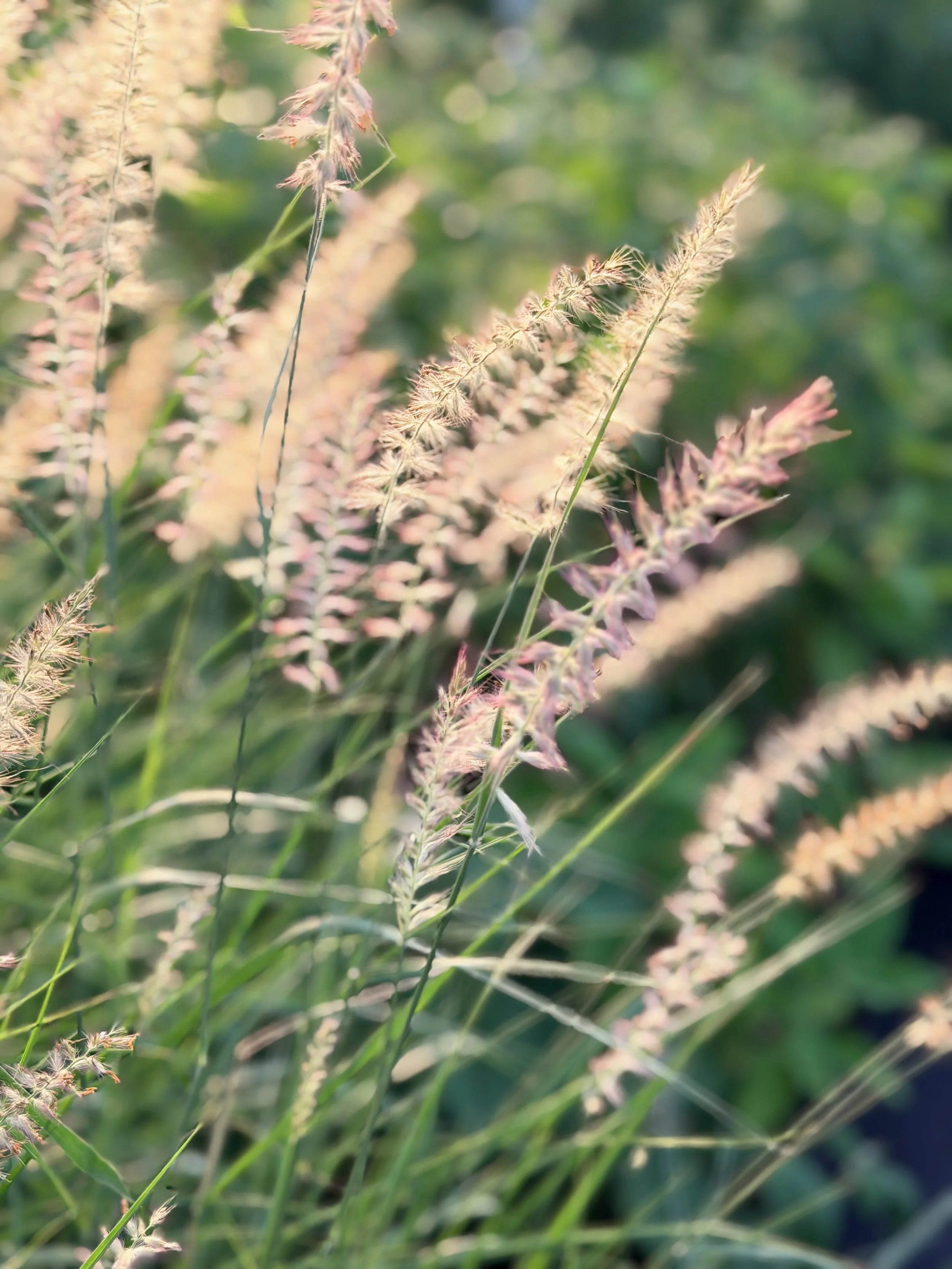 Karley Rose Grass (Pennisetum orientale 'Karley Rose')- 1 gallon