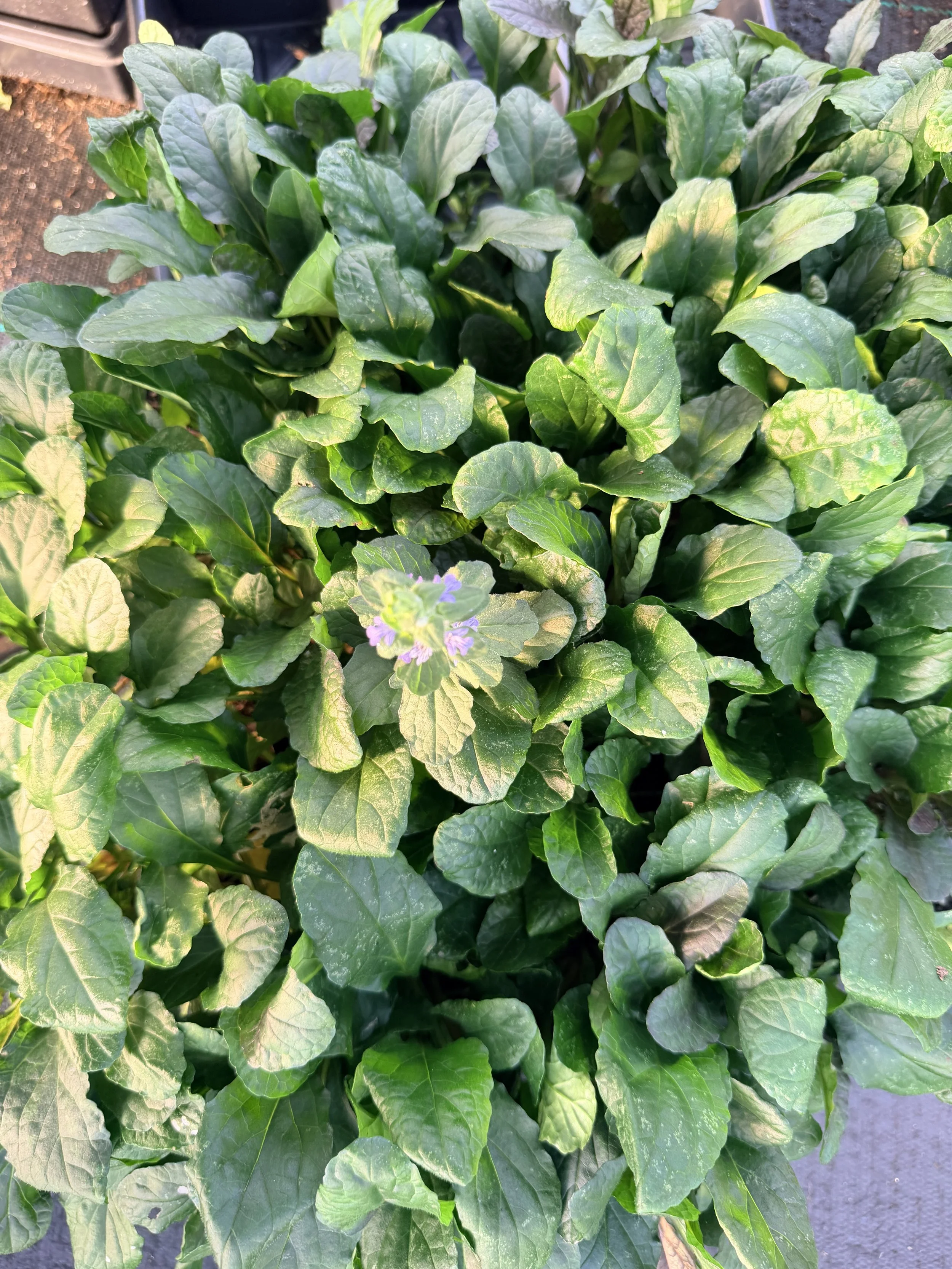 Bronze Beauty Ajuga (Ajuga reptans ‘Bronze Beauty’)- 4"