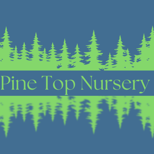 Pine Top Nursery 