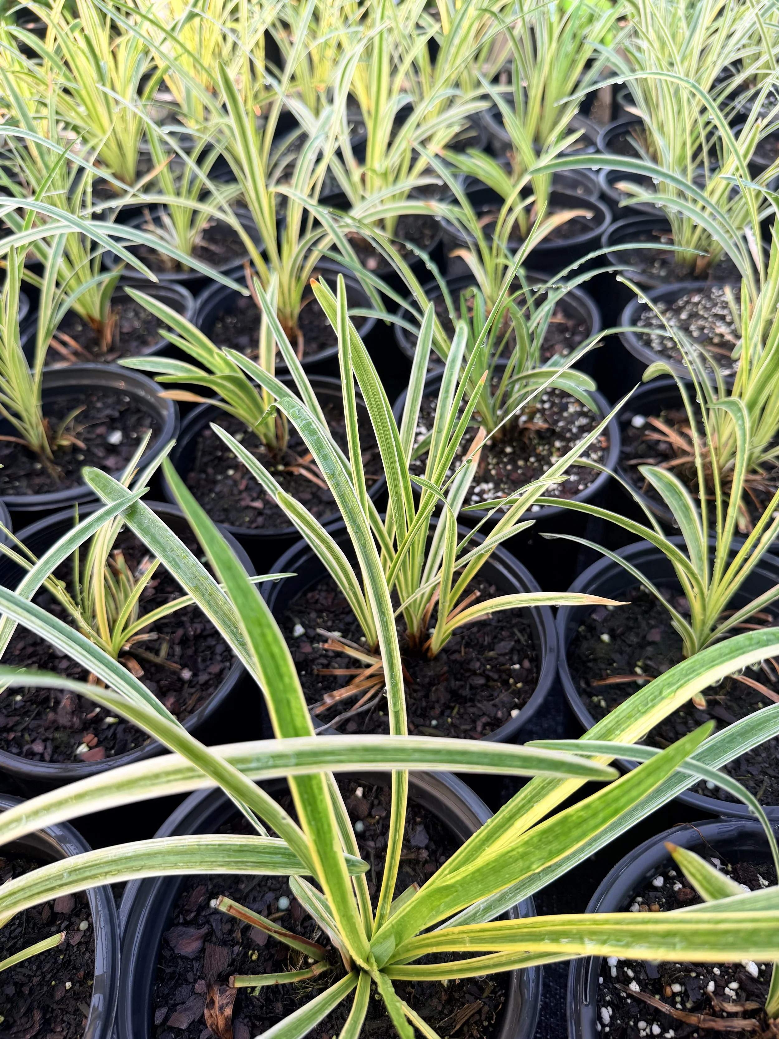 Variegated Liriope (Liriope muscari 'Variegata')-1 gallon