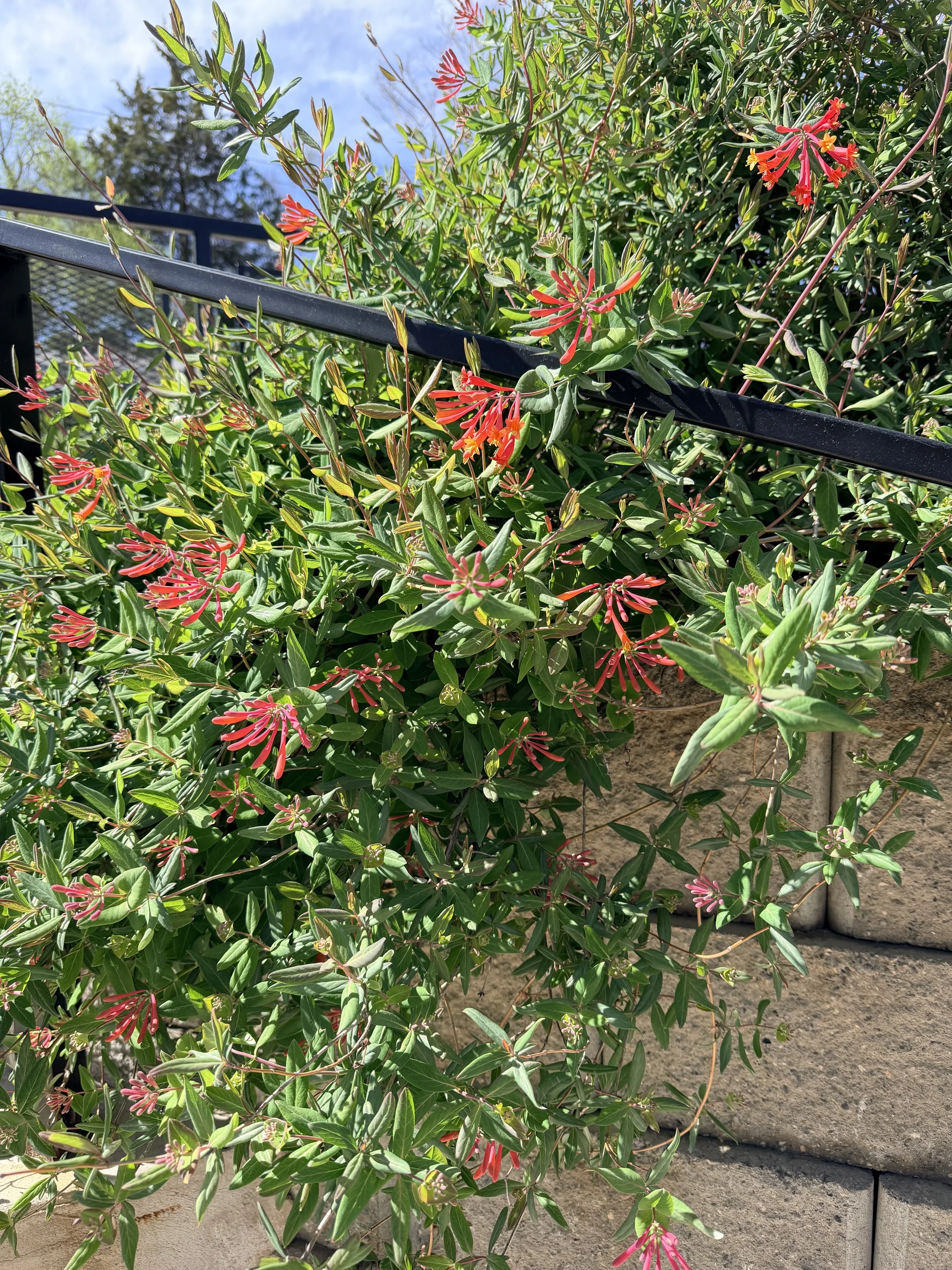 IMG_4606.jpeg