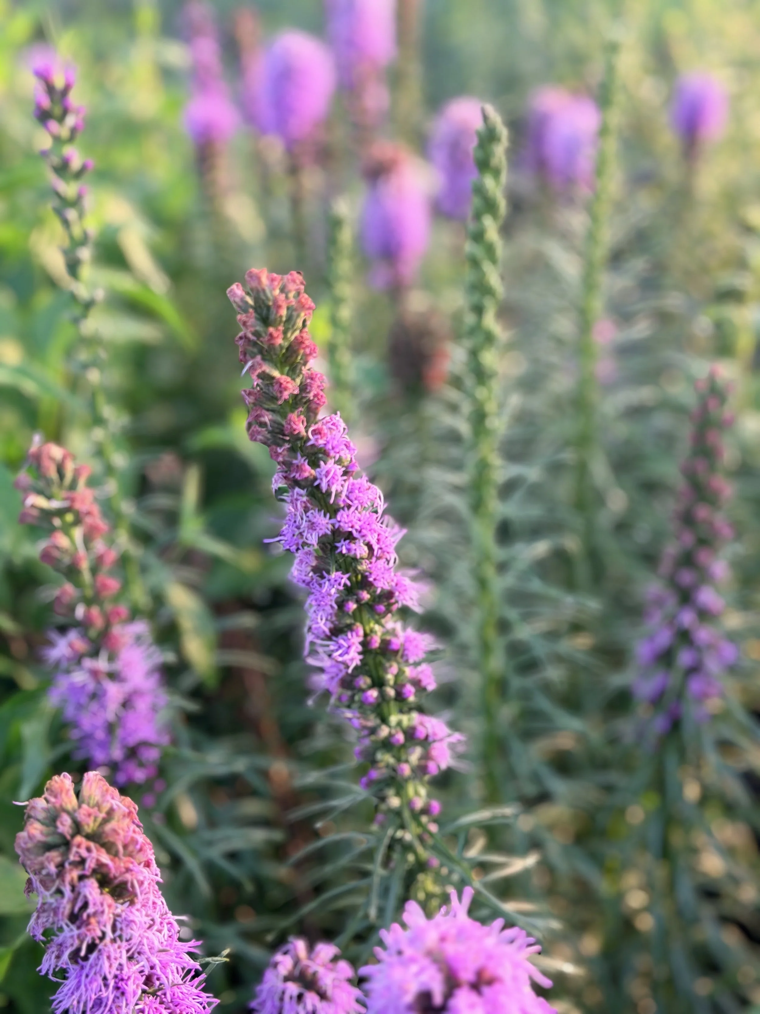 Liatris 'Kobold' (Liatris spicata)- 1 qt