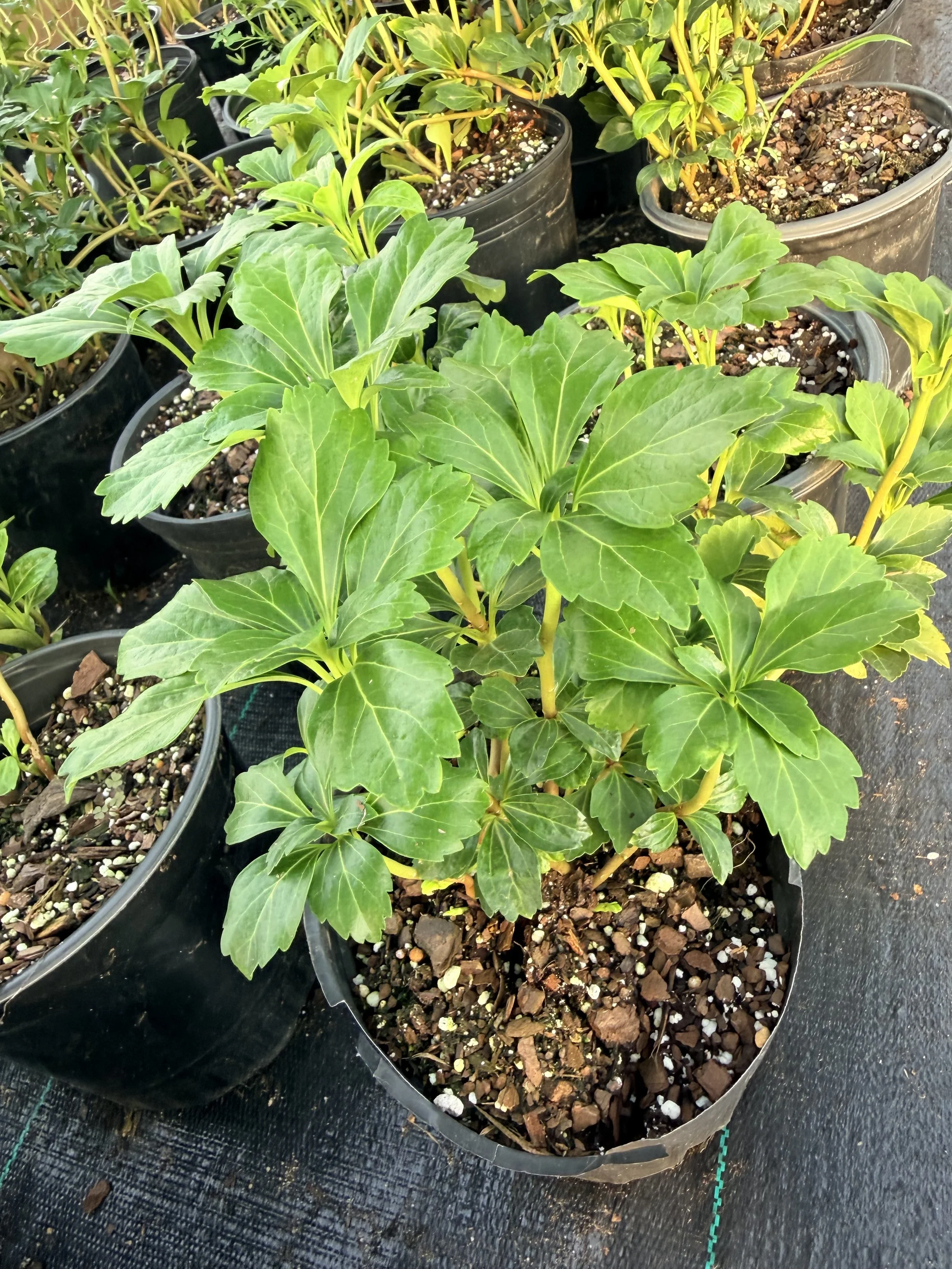 Pachysandra (Pachysandra terminalis)- 1 gal