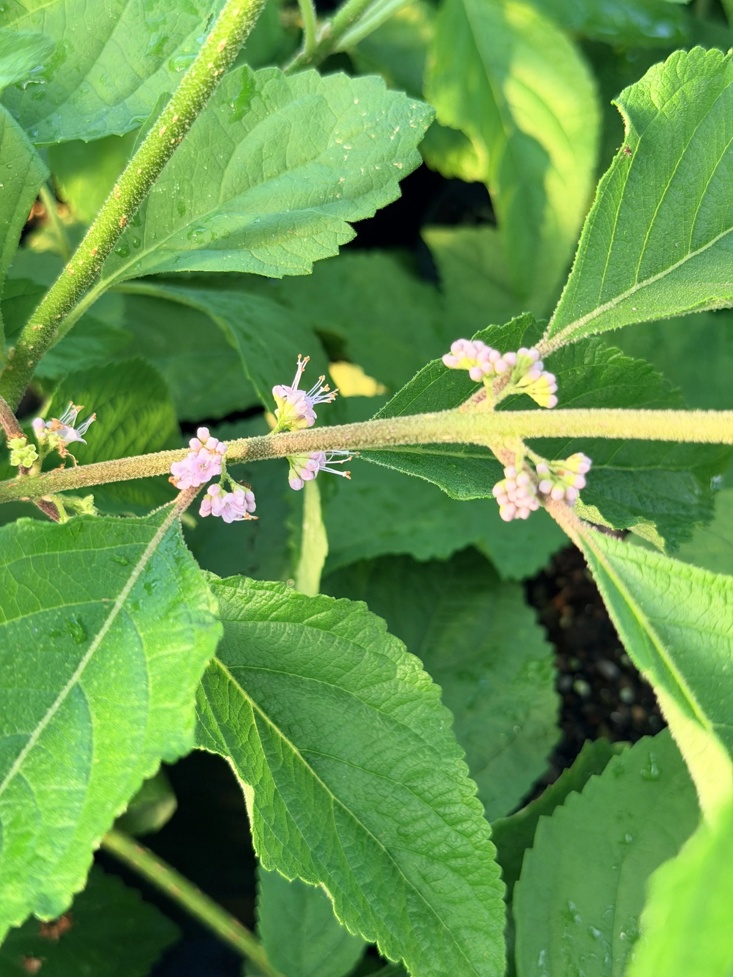 American Beautyberry (Callicarpa americana)- 1 gallon
