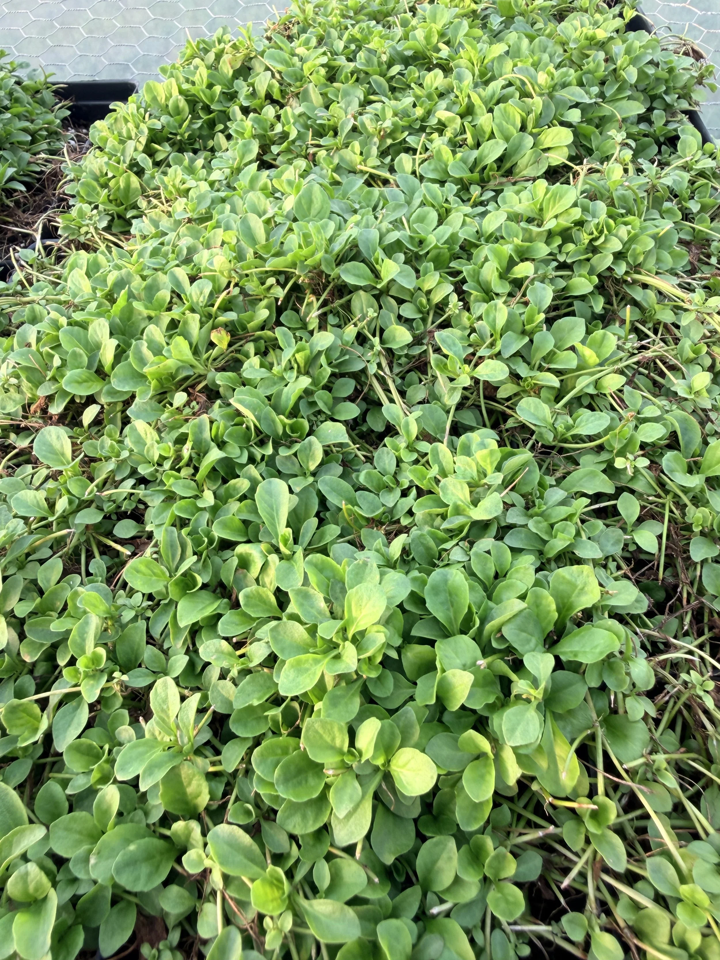 Mazus (Mazus reptans)- 4"