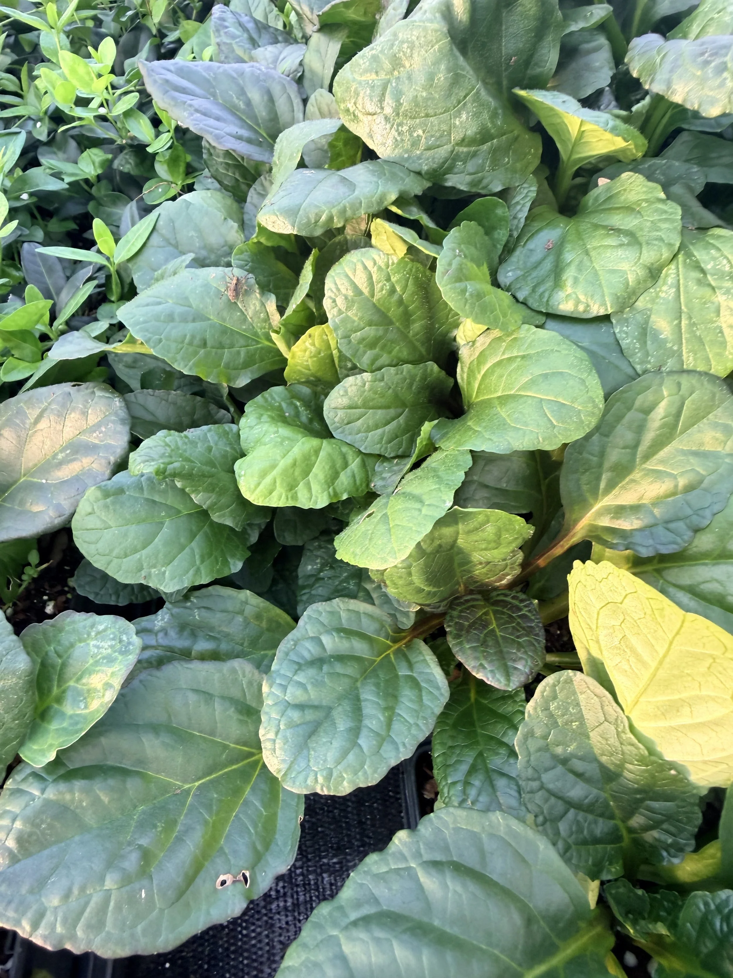 Catlin’s Giant Ajuga (Ajuga reptans ‘Catlin’s Giant’)- 4"
