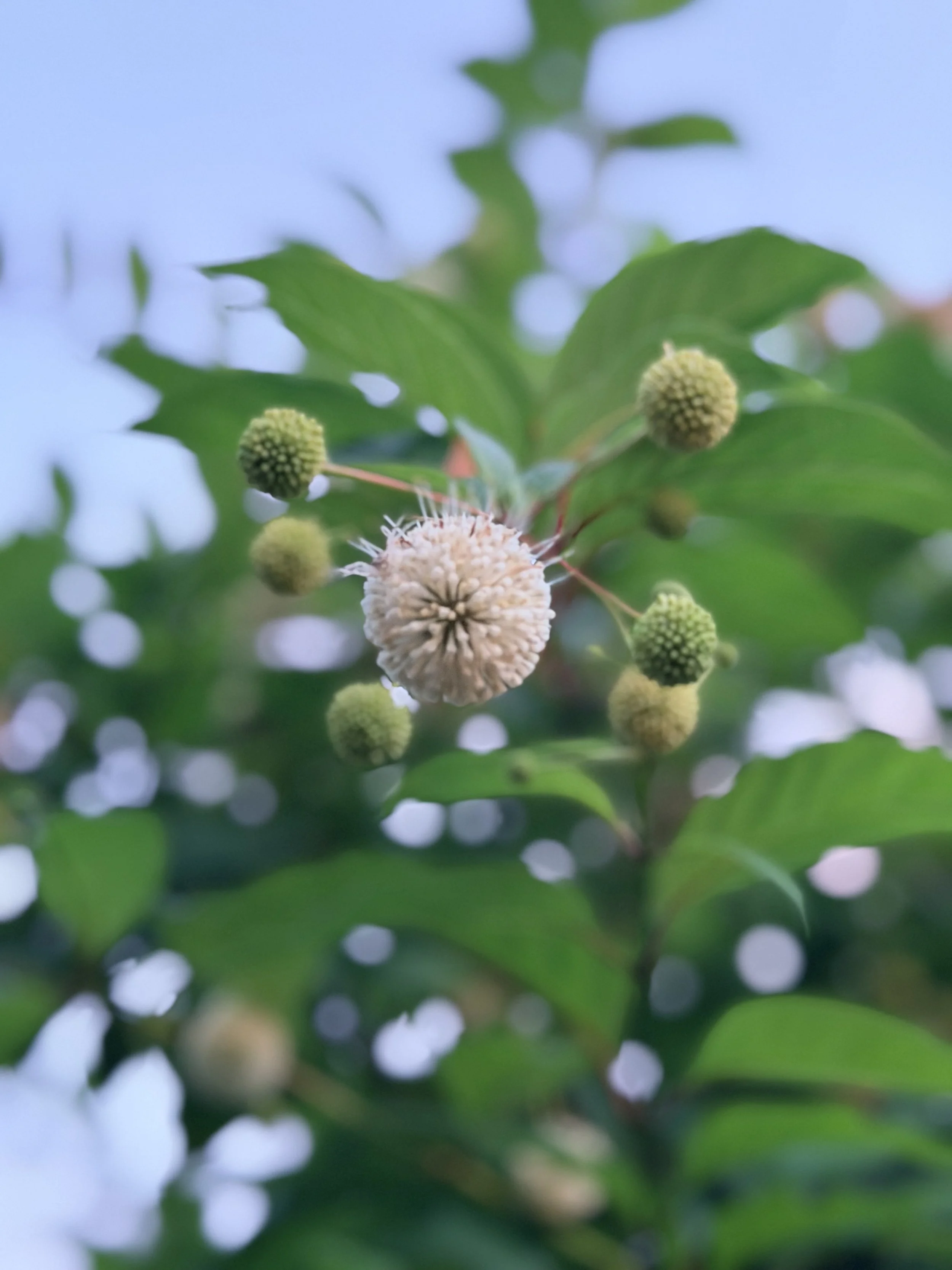 Buttonbush (Cephalanthus occidentalis)- 1 gallon