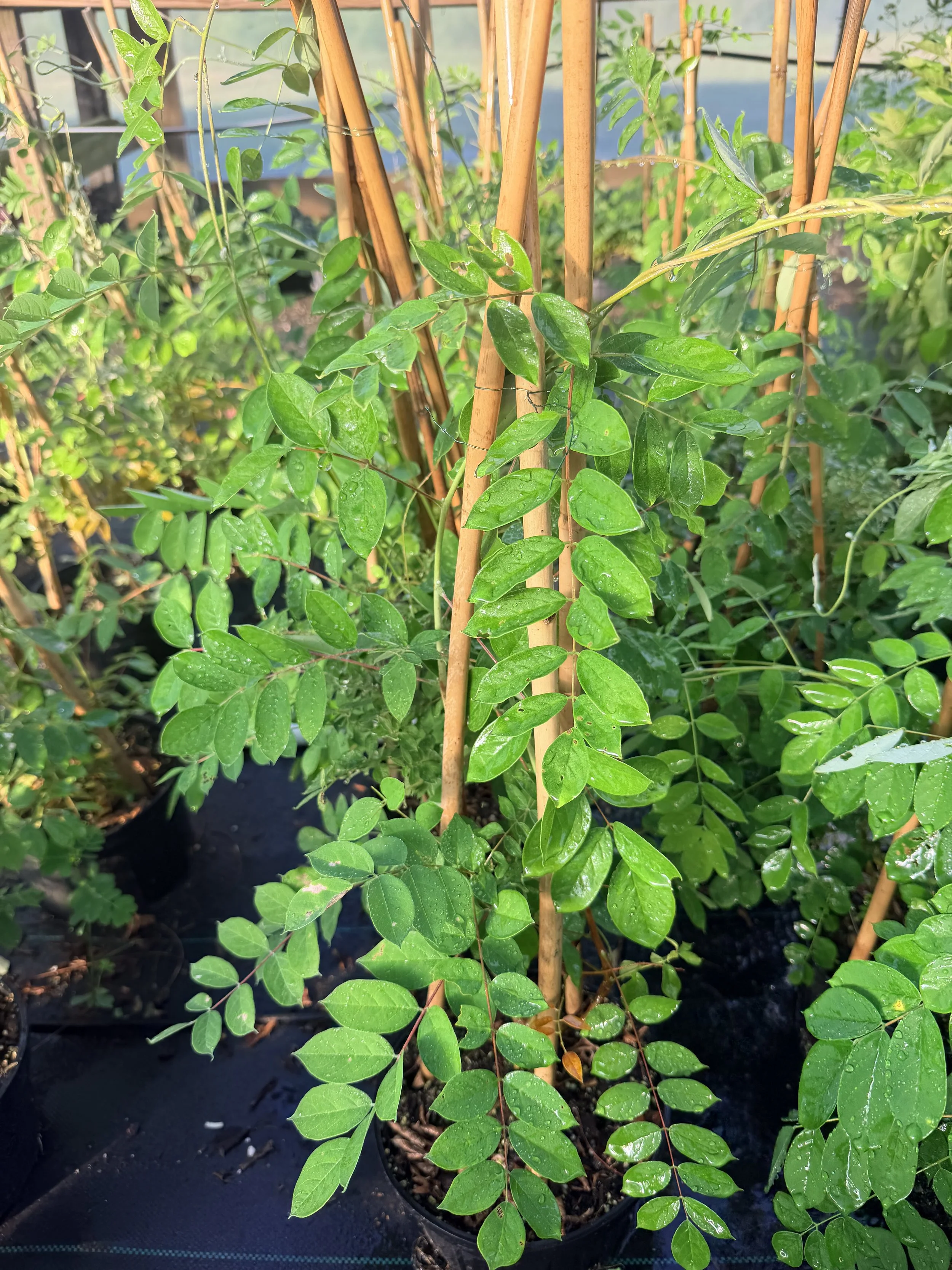 Native Dwarf Wisteria (Wisteria frutescens 'Amethyst Falls')- 1 gallon