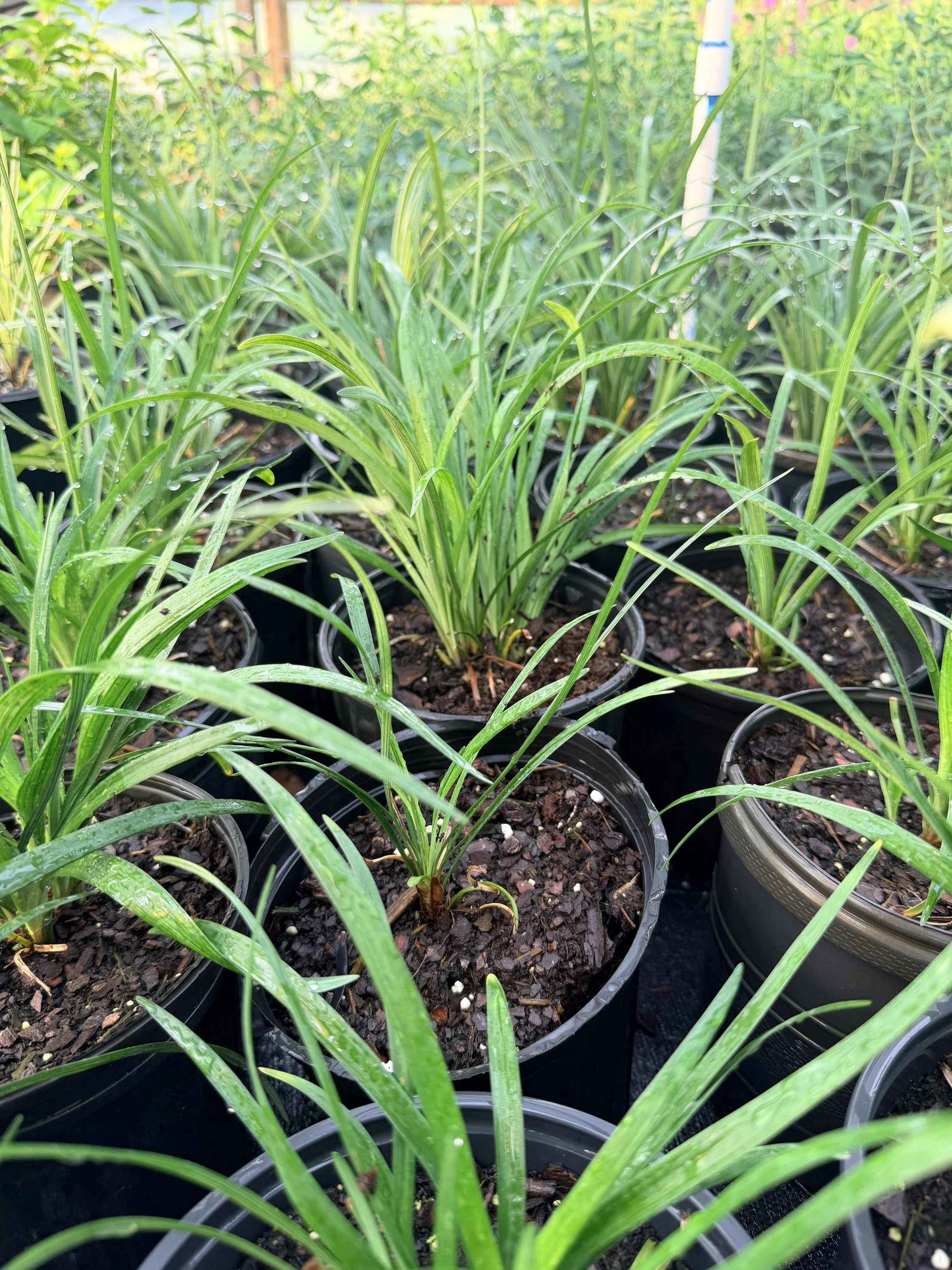 Big Blue Liriope (Liriope muscari 'Big Blue')- 1 gallon