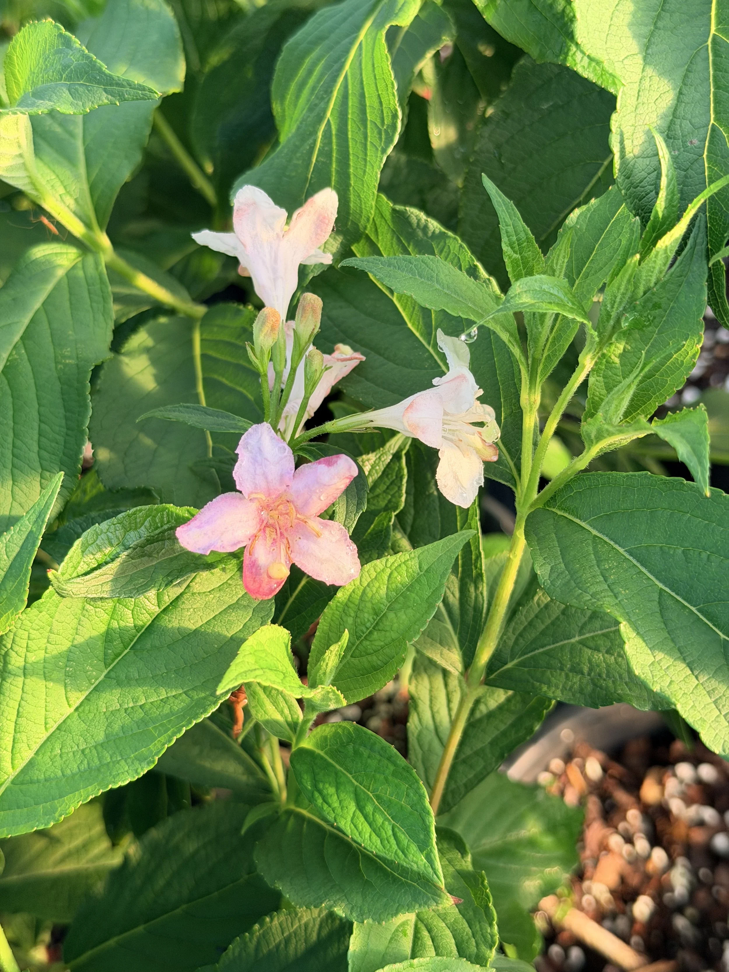 Pink Weigela (Weigela florida ‘Pink Poppet’)- 1 gal