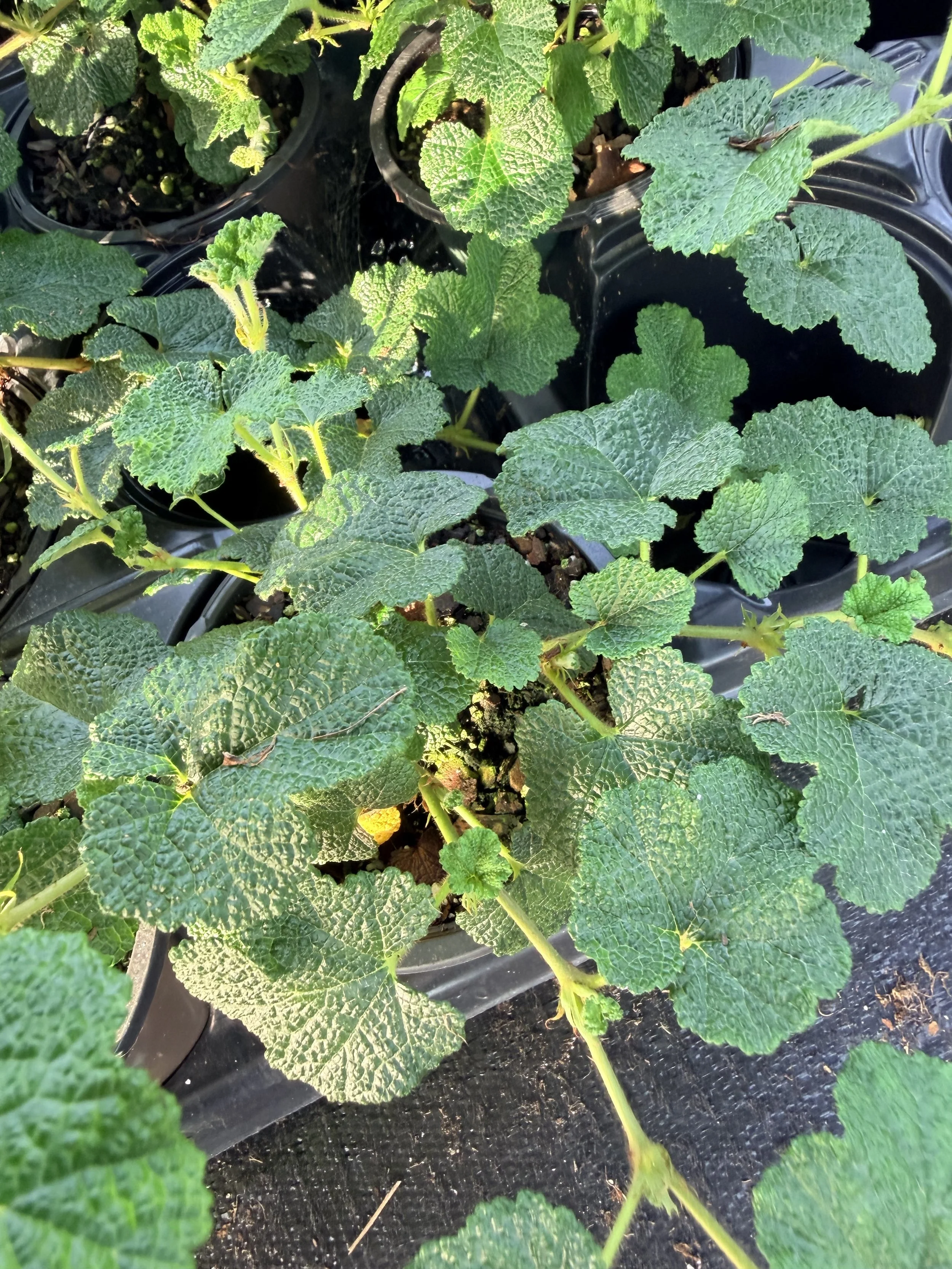 Creeping Raspberry (Rubus calycinoides)- 1 qt